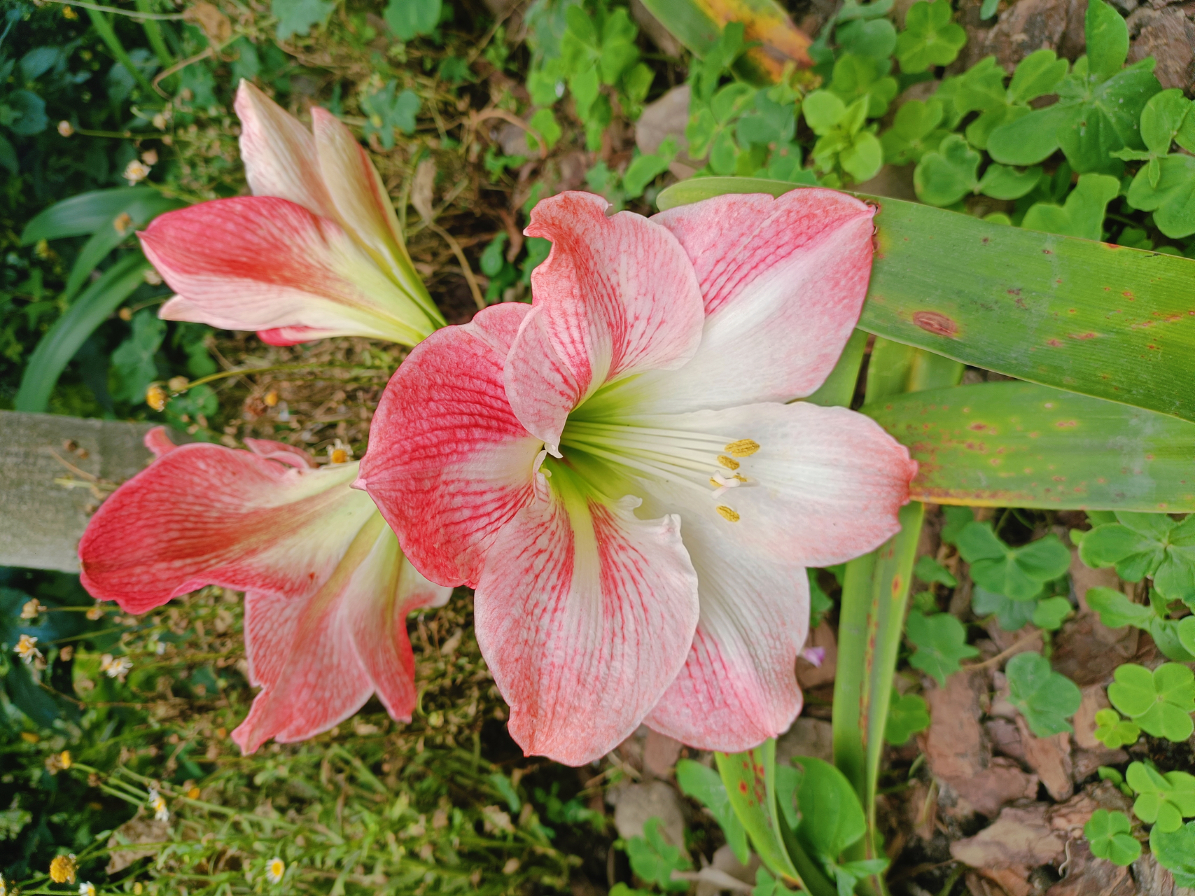 把鹤顶红花送开店做生意的的朋友特别适宜