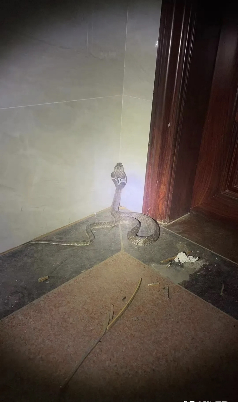 三伏天外面气温高达38度,这条眼镜蛇跑家里避暑,觅食,这可怎么办,这
