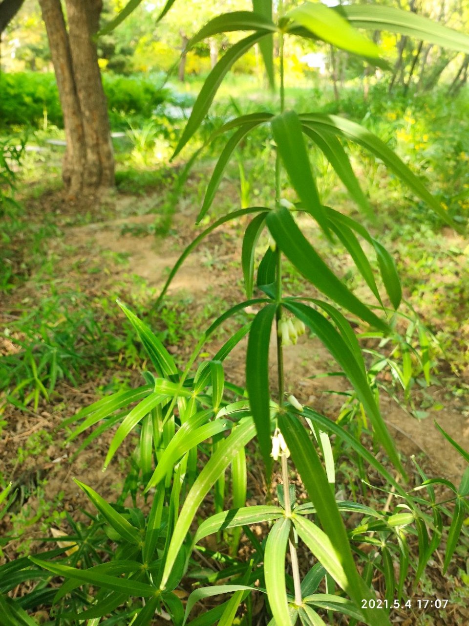 轮叶黄精 轮叶黄精的叶子每4叶成轮状着生,叶尾部有小勾,所以相临近