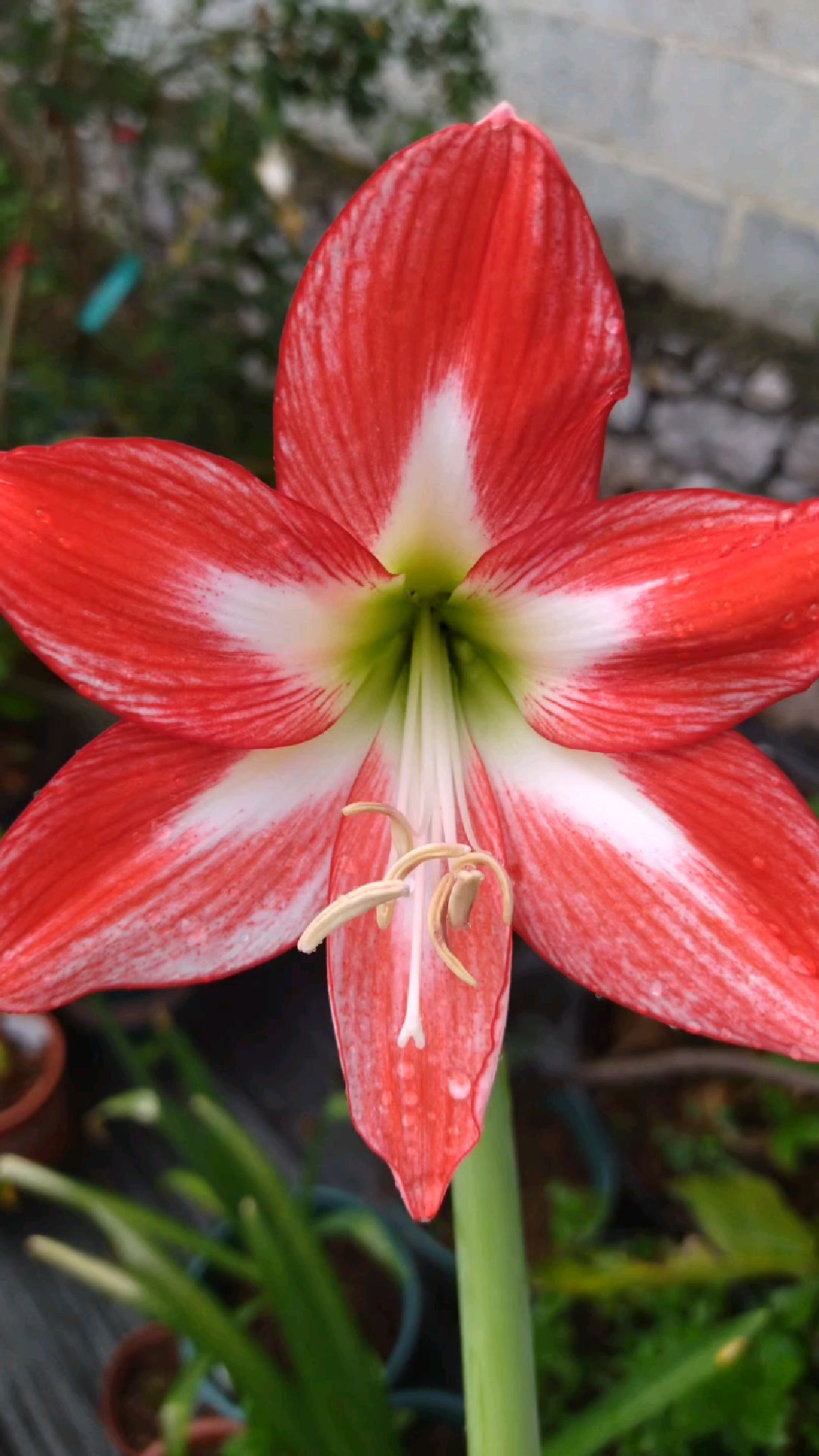 娇娃,球迷家的一款单瓣朱顶红,中小花型,复色花,小球径开花品种,爱爆