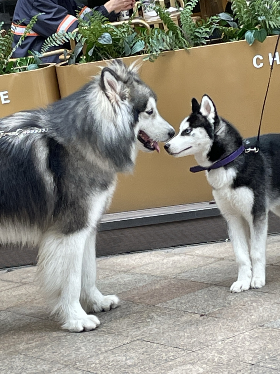 重庆# 大学城熙街,两只狗狗正在亲热