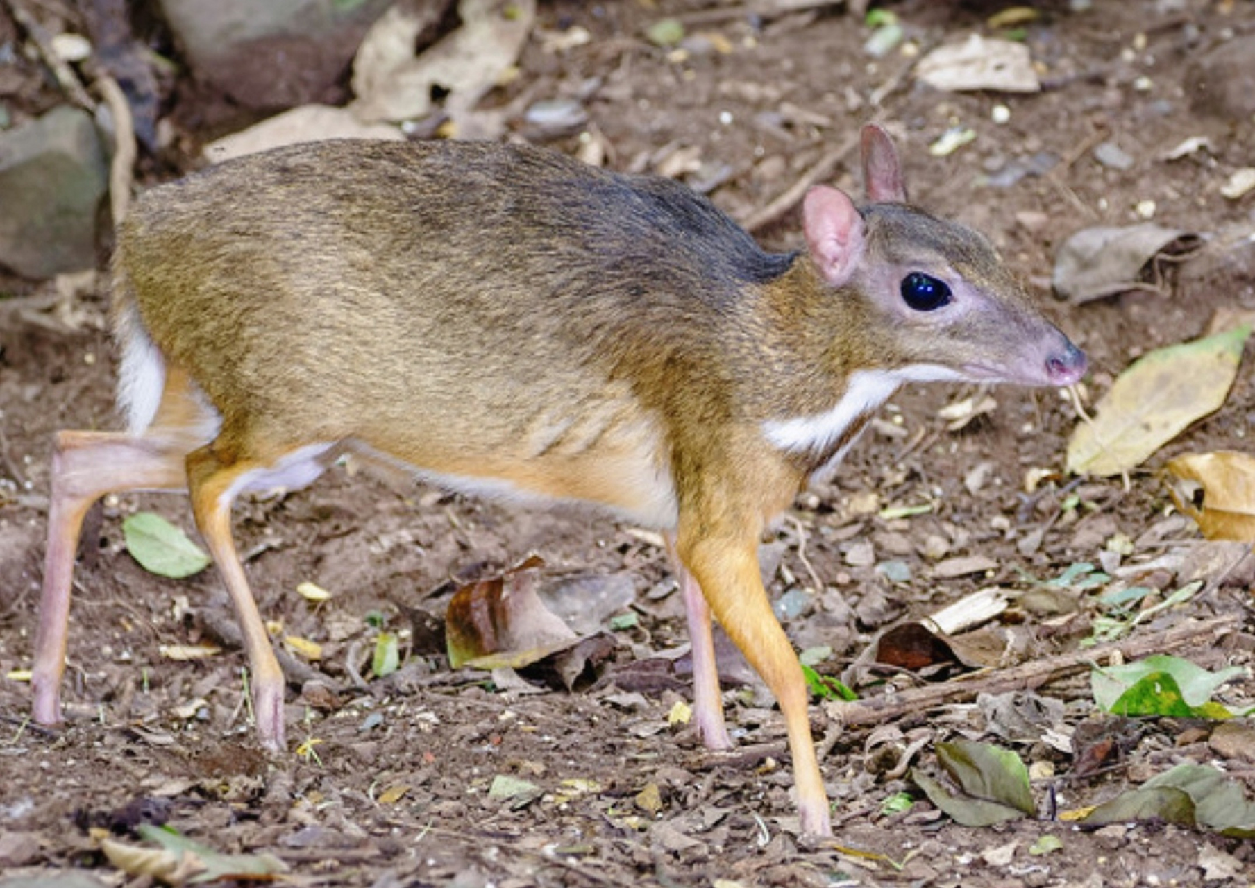 世界上最小的有蹄类动物——银背鼷鹿,个头跟野兔相当,被誉为雨林"小