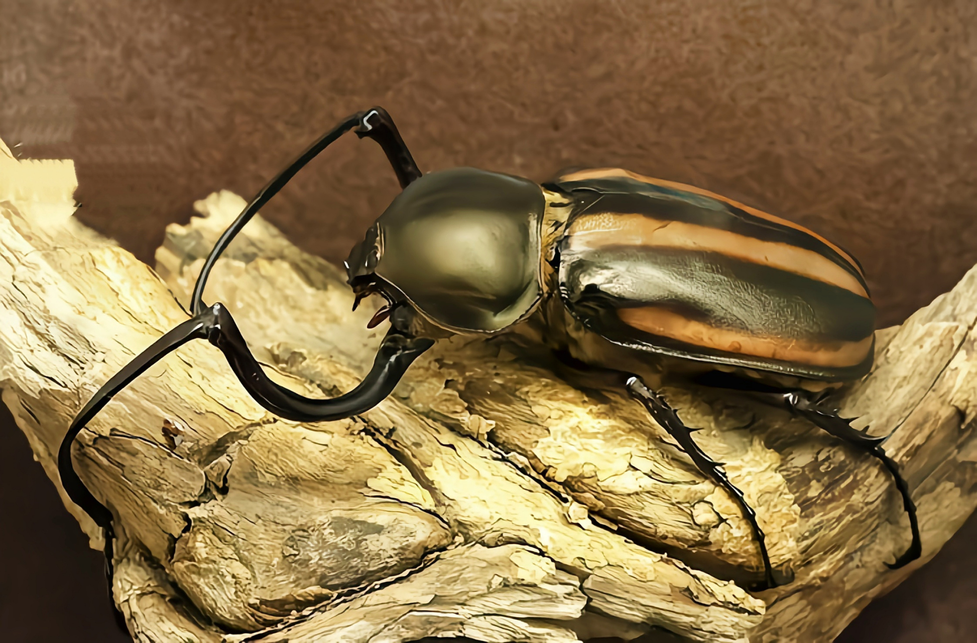 每天认识一种昆虫——西瓜皮长臂金龟 西瓜皮长臂金龟别名瓜皮臂金龟