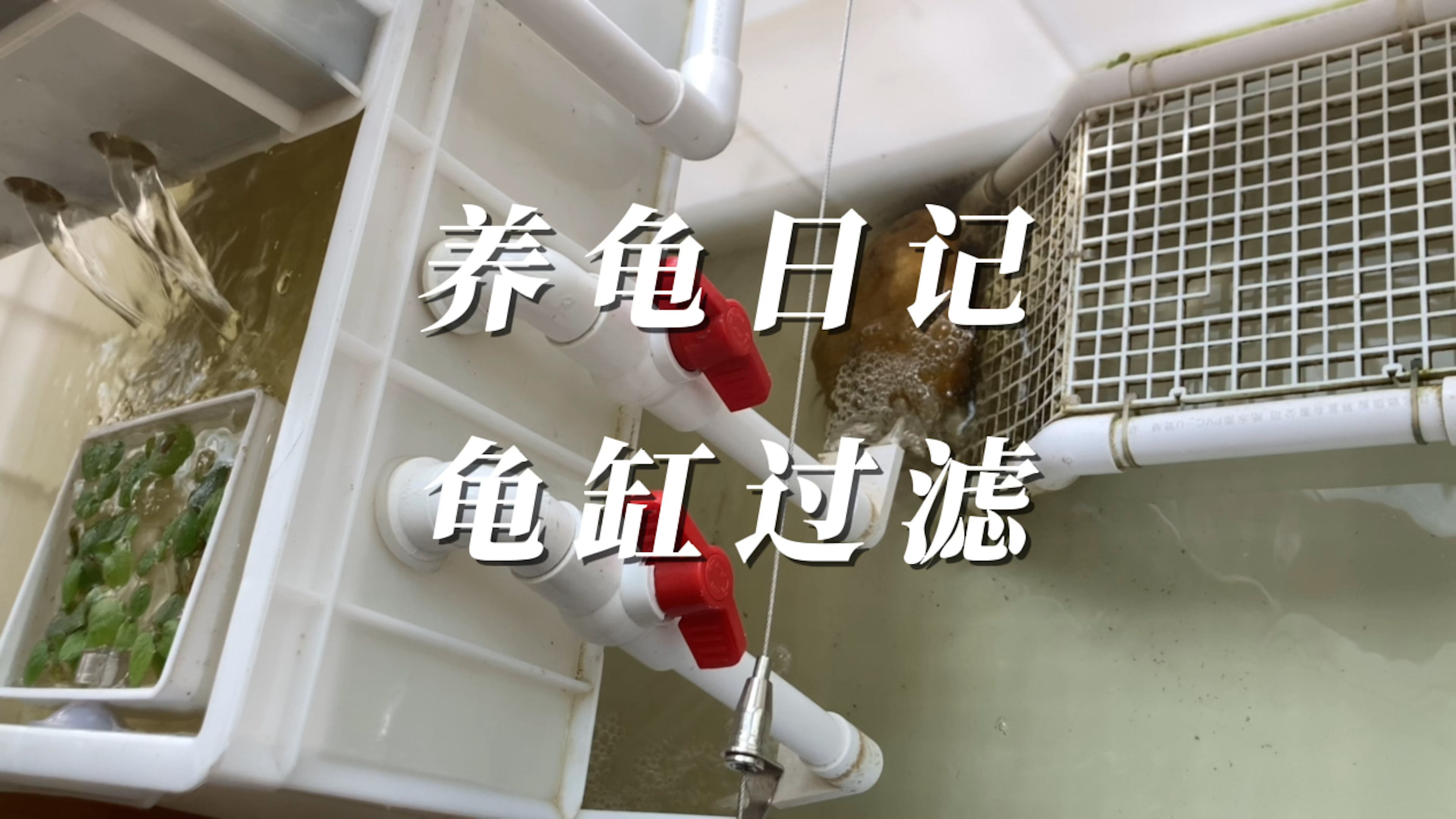 养龟日记之龟缸过滤