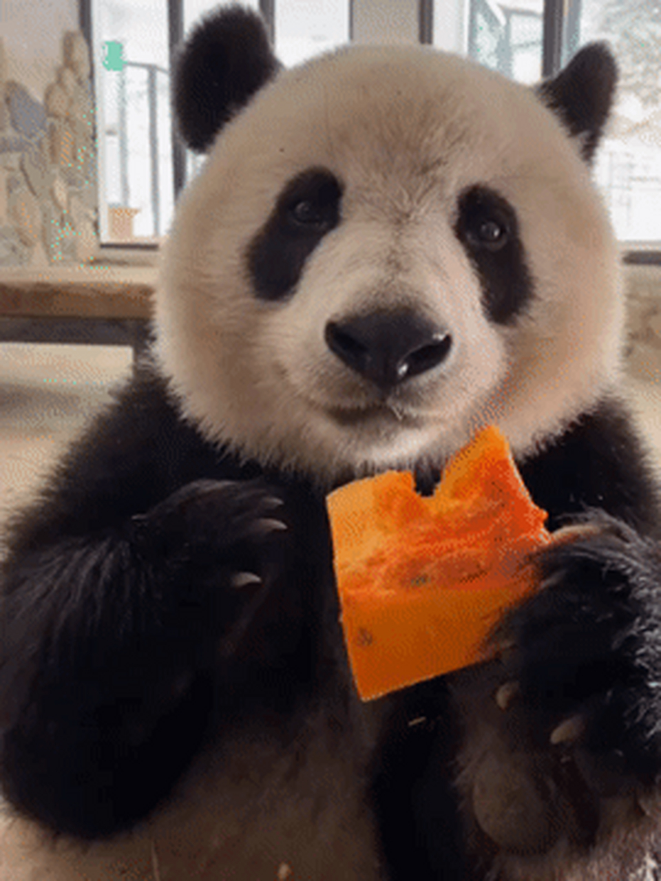 小馨与南瓜之间展开一场battle,自信从容之间将南瓜吃出了火锅底料的