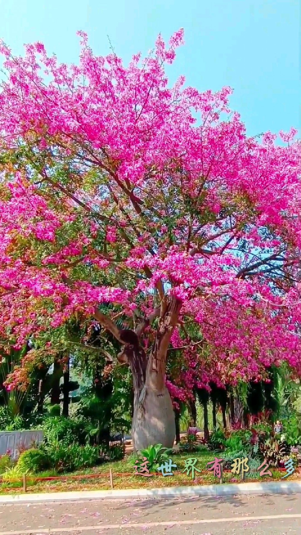 花花世界中你总是展现最亮丽而优雅的容颜,唯花独秀满树绚烂,莲花山