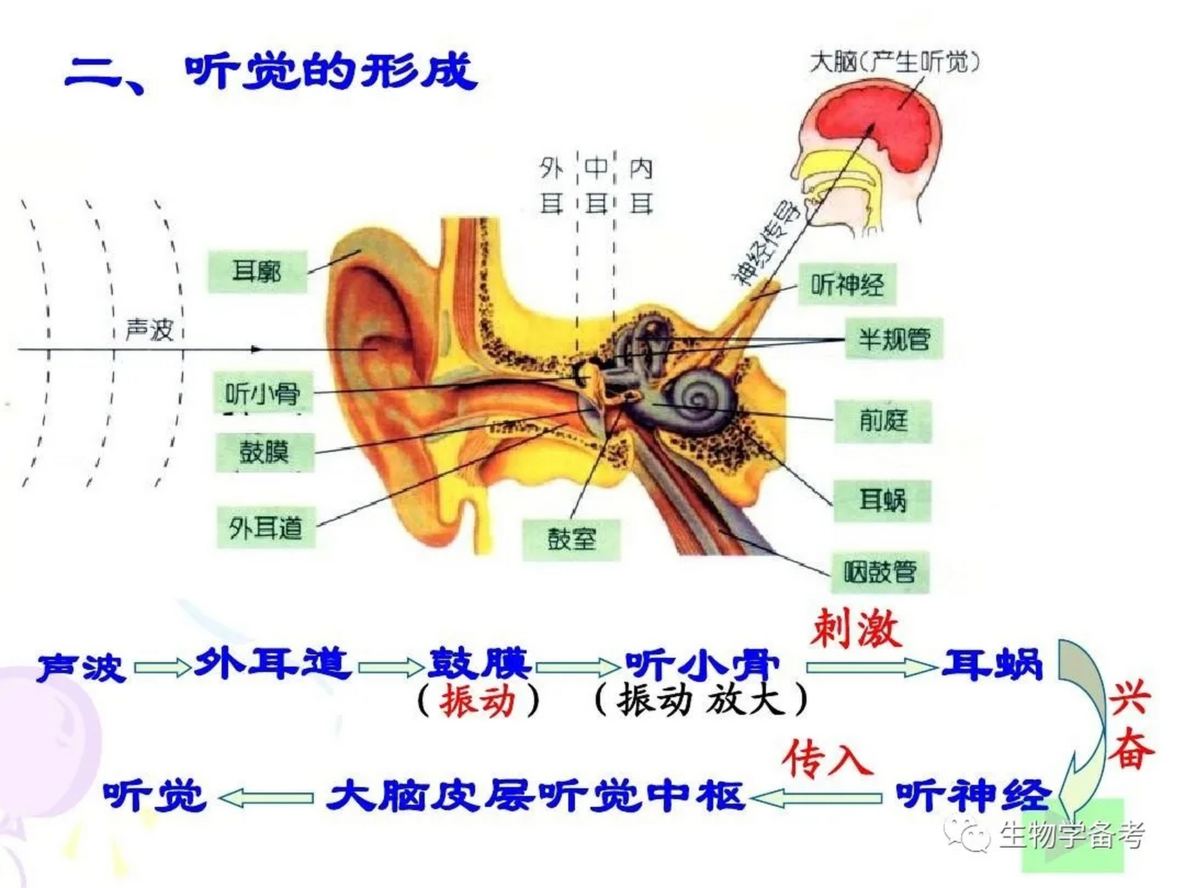 外耳道在哪个位置图片