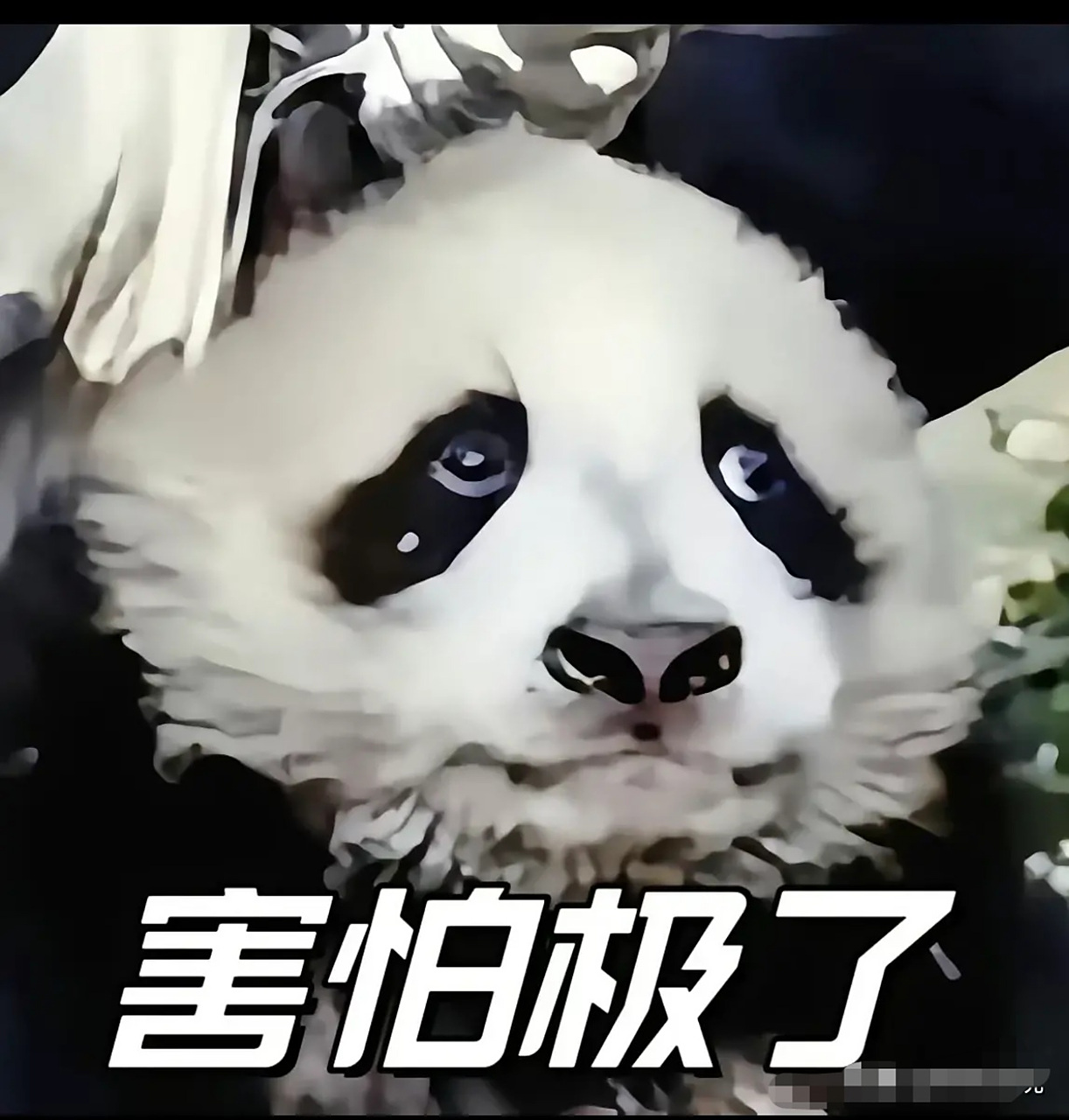 福宝这张被妈妈爱宝拎起的照片太像她当初见过鬼的舅舅新小野了,  新