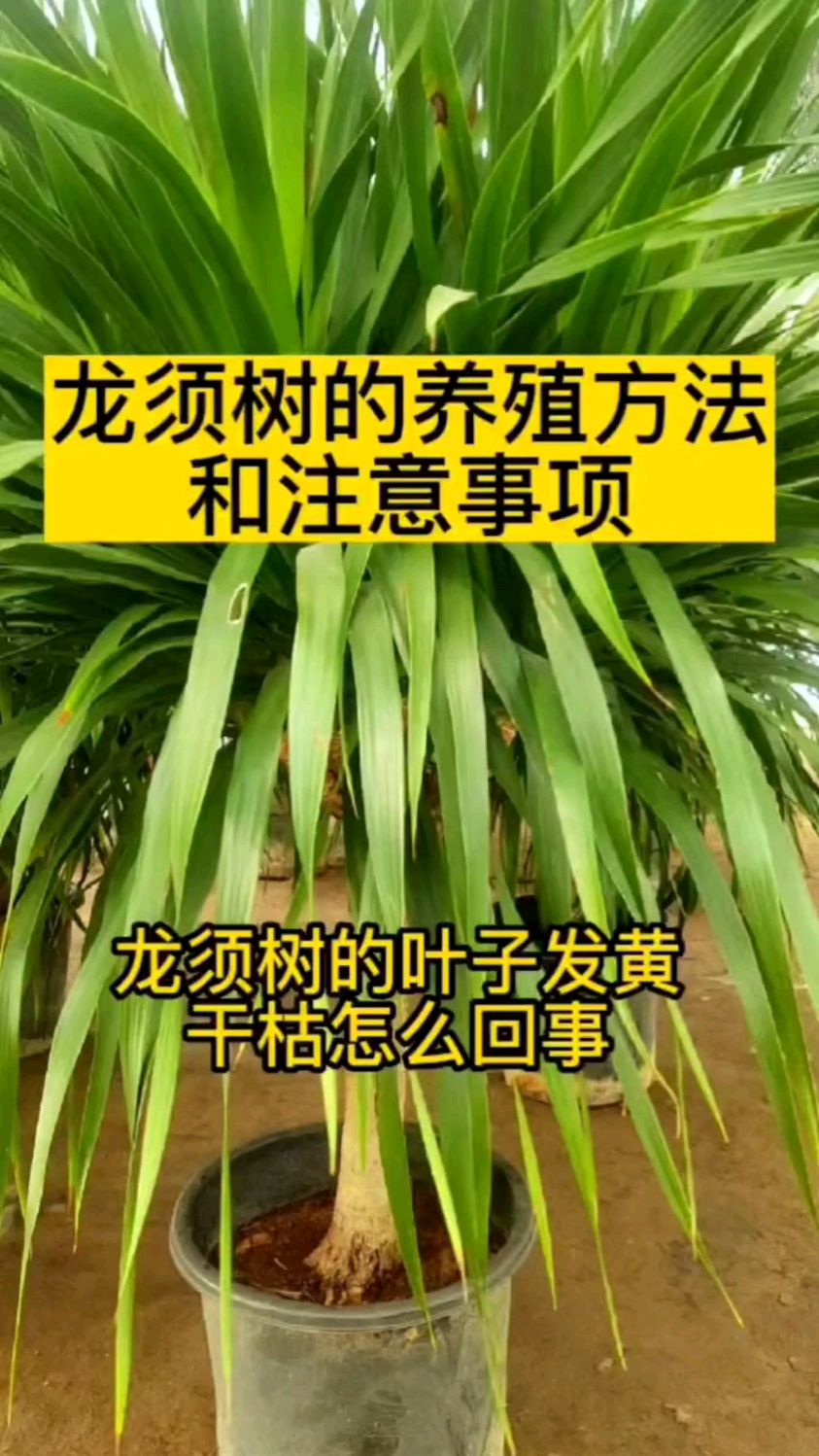 龙须树的养护方法和注意事项-度小视