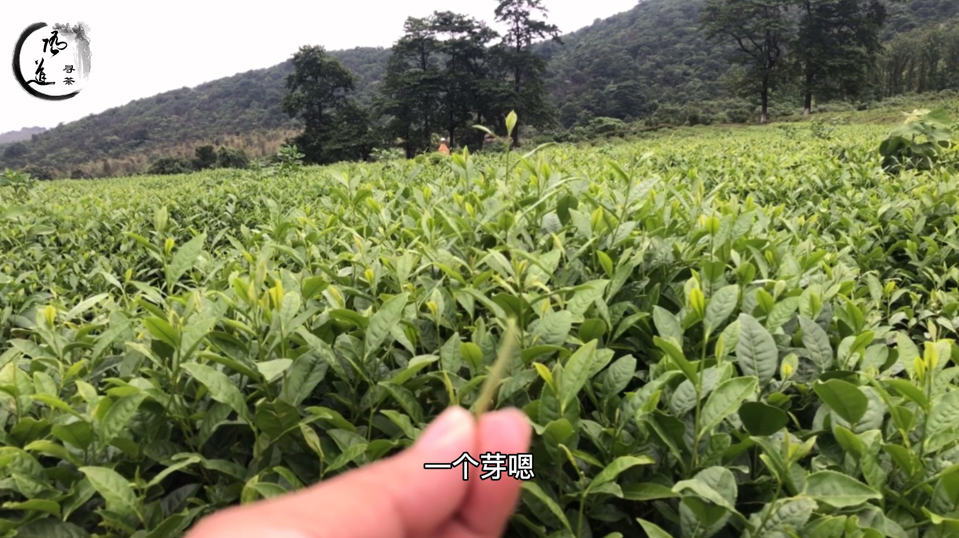 [图]随道寻茶之阳羡雪芽,陆羽推荐给唐朝的红茶,苏东坡诗句里的名茶