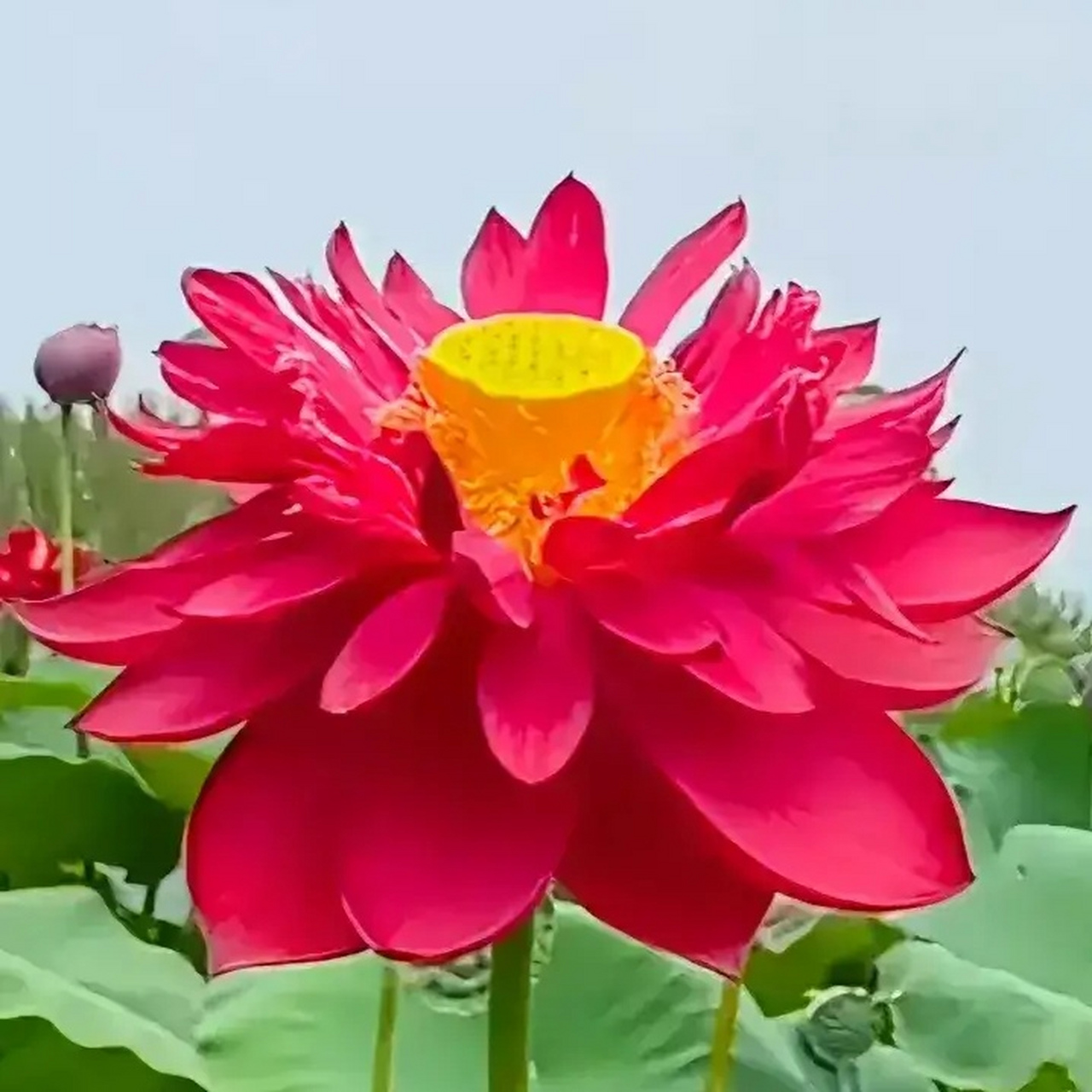 今见和和美美90连连好运90红莲碧莲红,花丽艳丽花90绿叶翠叶绿