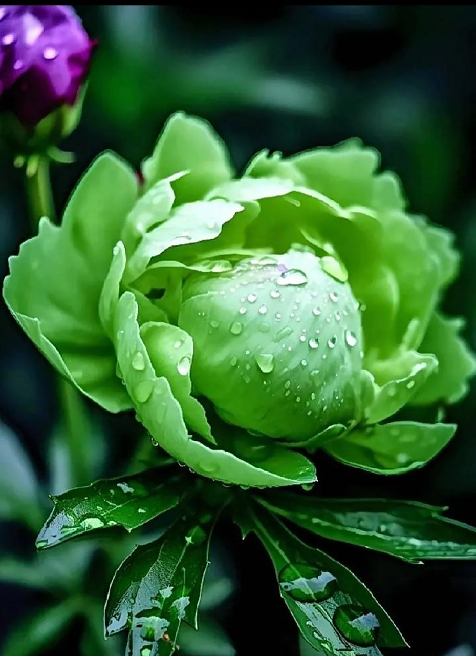 洛阳绿牡丹 走进牡丹园里,一阵风吹过,带着丝丝缕缕的香气,扑鼻而来