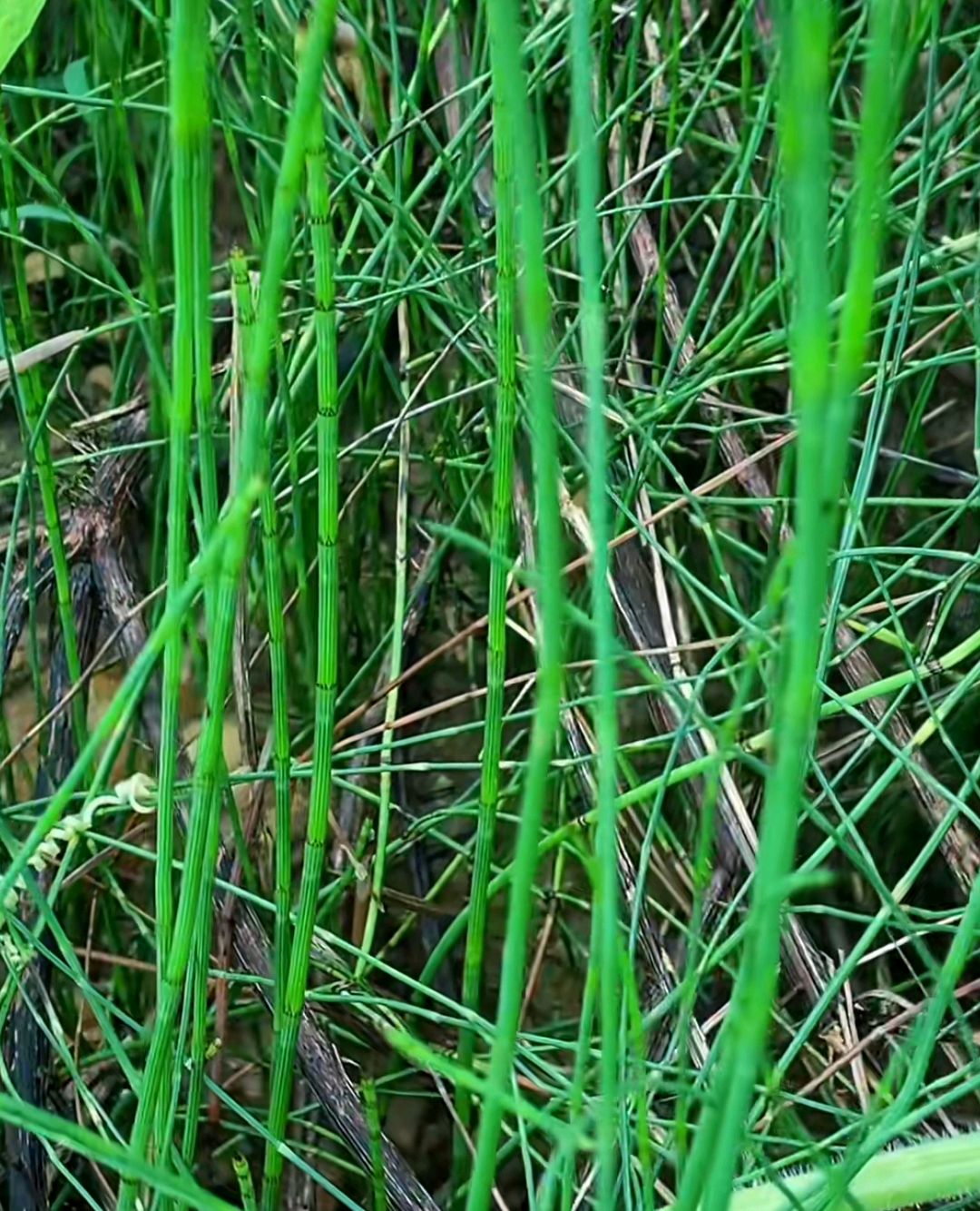 和节节草长得很像的木贼草,名字怎么这么怪