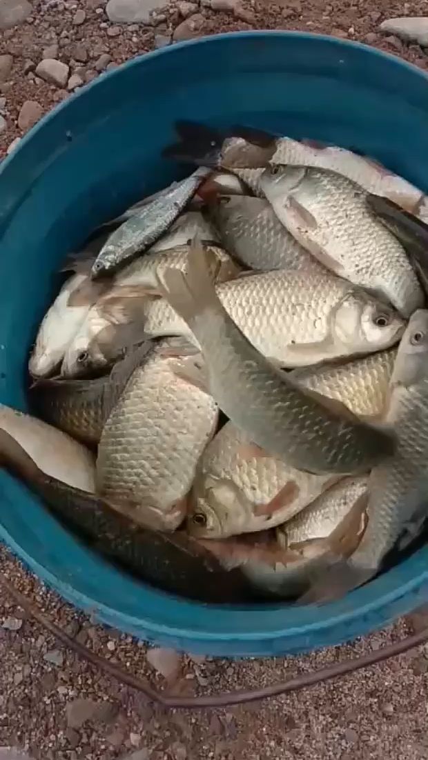 一上午钓了一桶鱼,过瘾啊