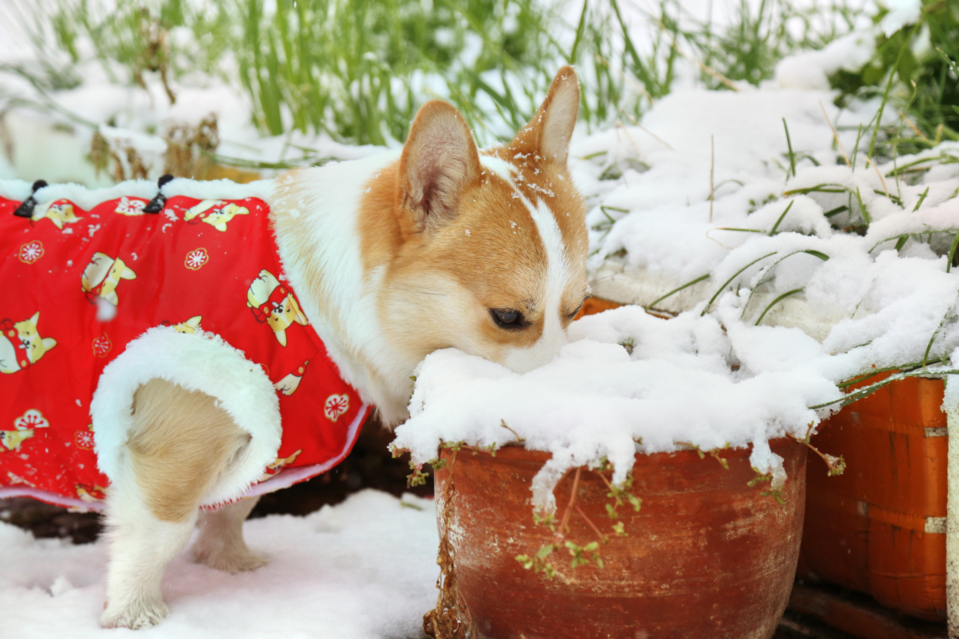 2023第一场雪,小柯基的快乐源泉,耍雪堆雪人#冬天的第一张照片