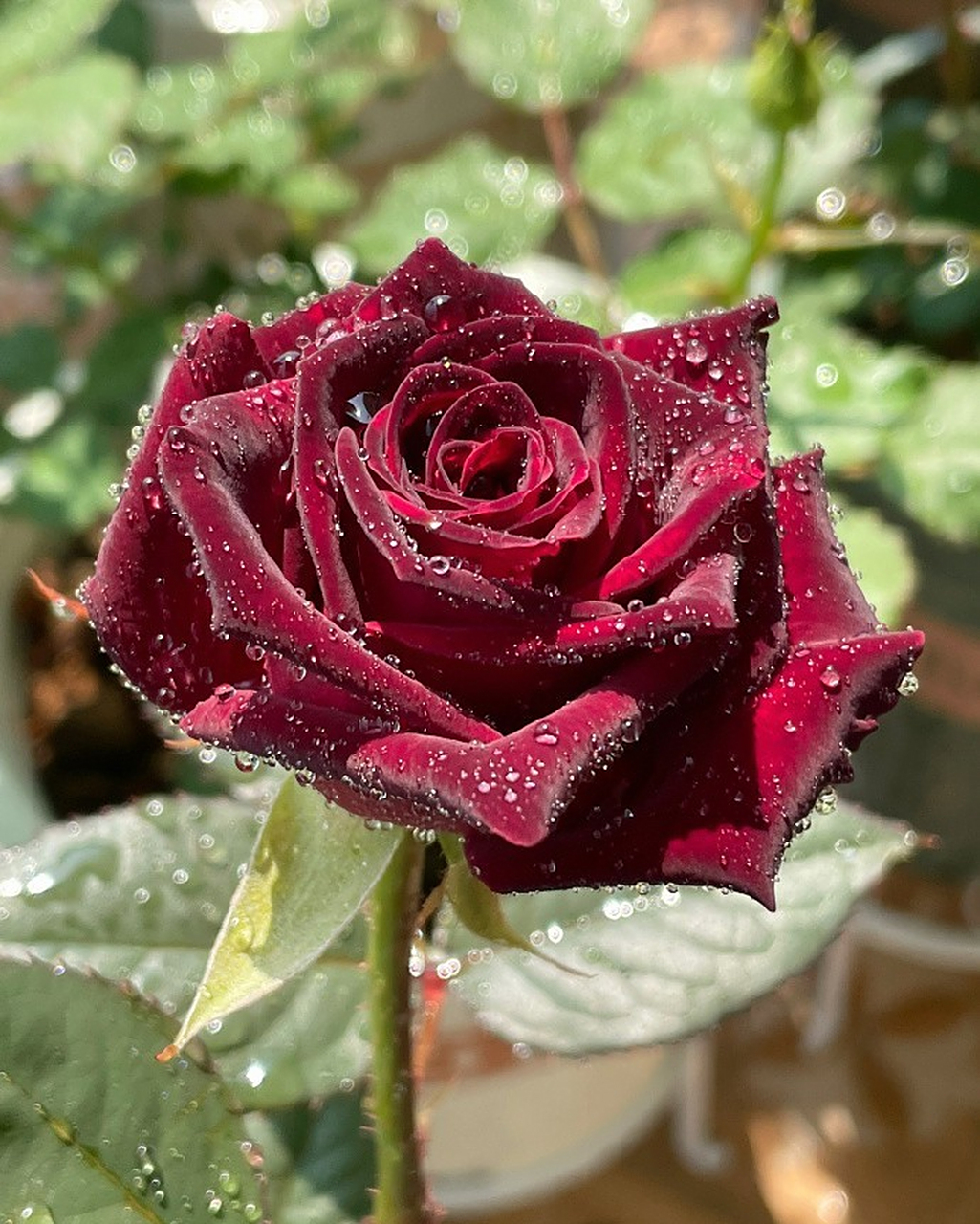 黑丝绒玫瑰 午夜精灵! 676767