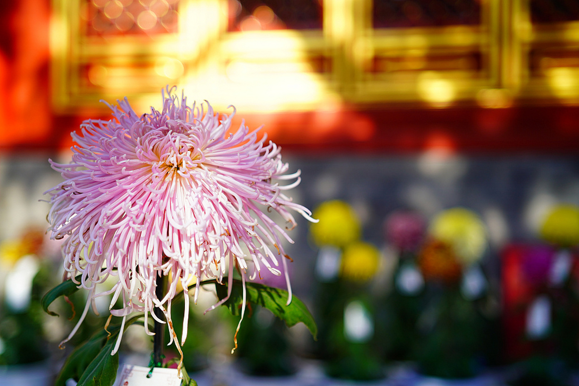 近日,北京故宫慈宁宫后花园举办菊花展.各色菊花争奇斗艳,美不胜收.
