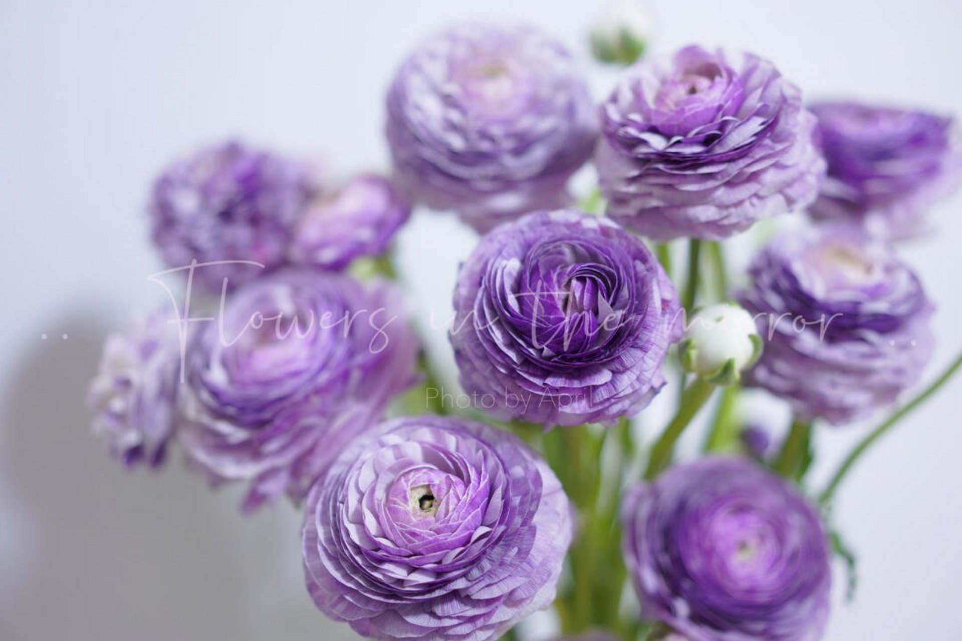 紫色成功洋牡丹:洋葱皮的小仙女 两天就开翻,也是太快.