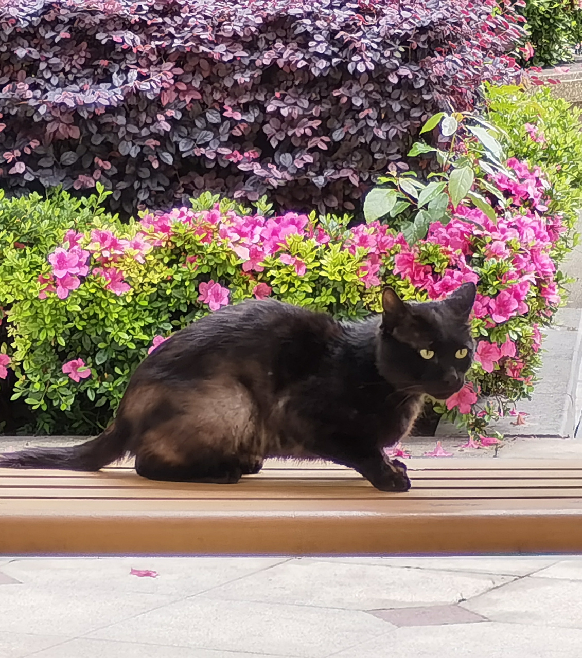 小区里野猫不少