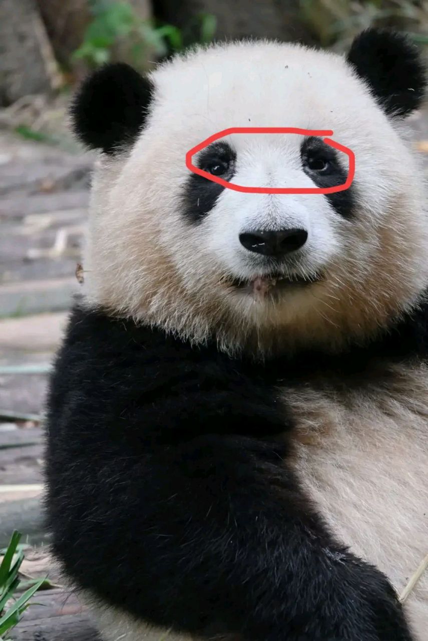 顶流明星花花和弟弟得螨虫眼了,变丑了!