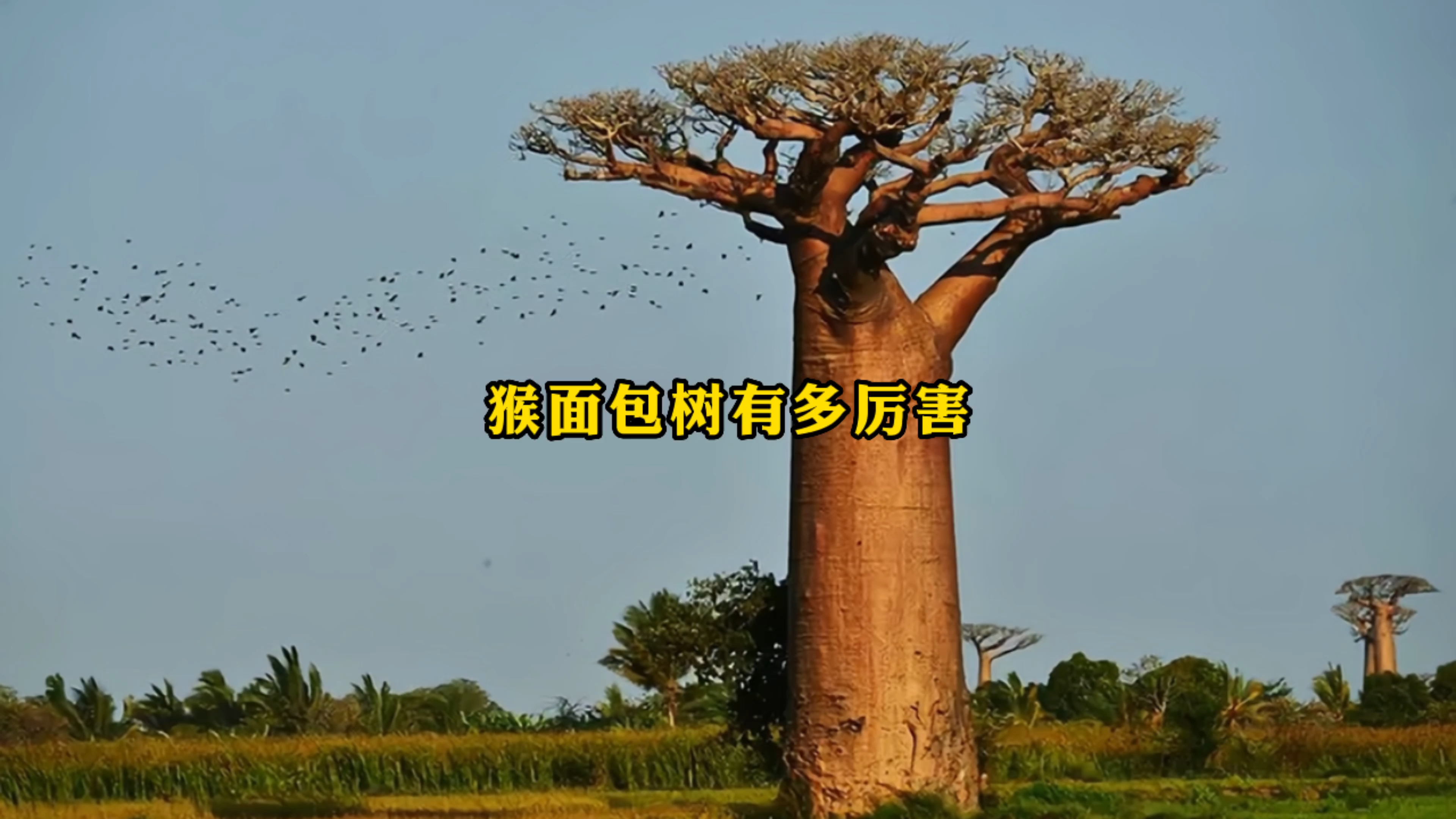 你想养一棵猴面包树吗?