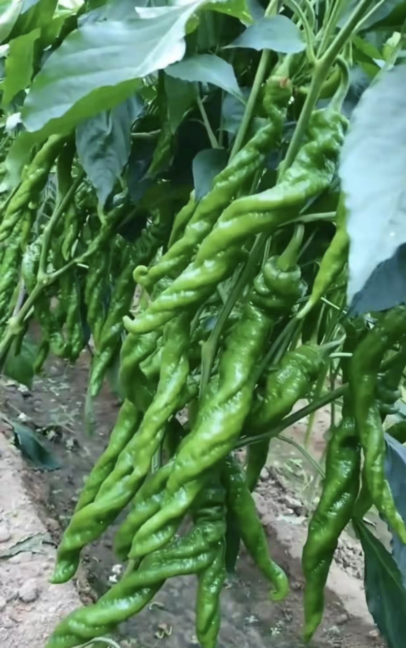 这是蔬菜还是转基因辣椒,南方的孩子表示不认识.[捂脸]