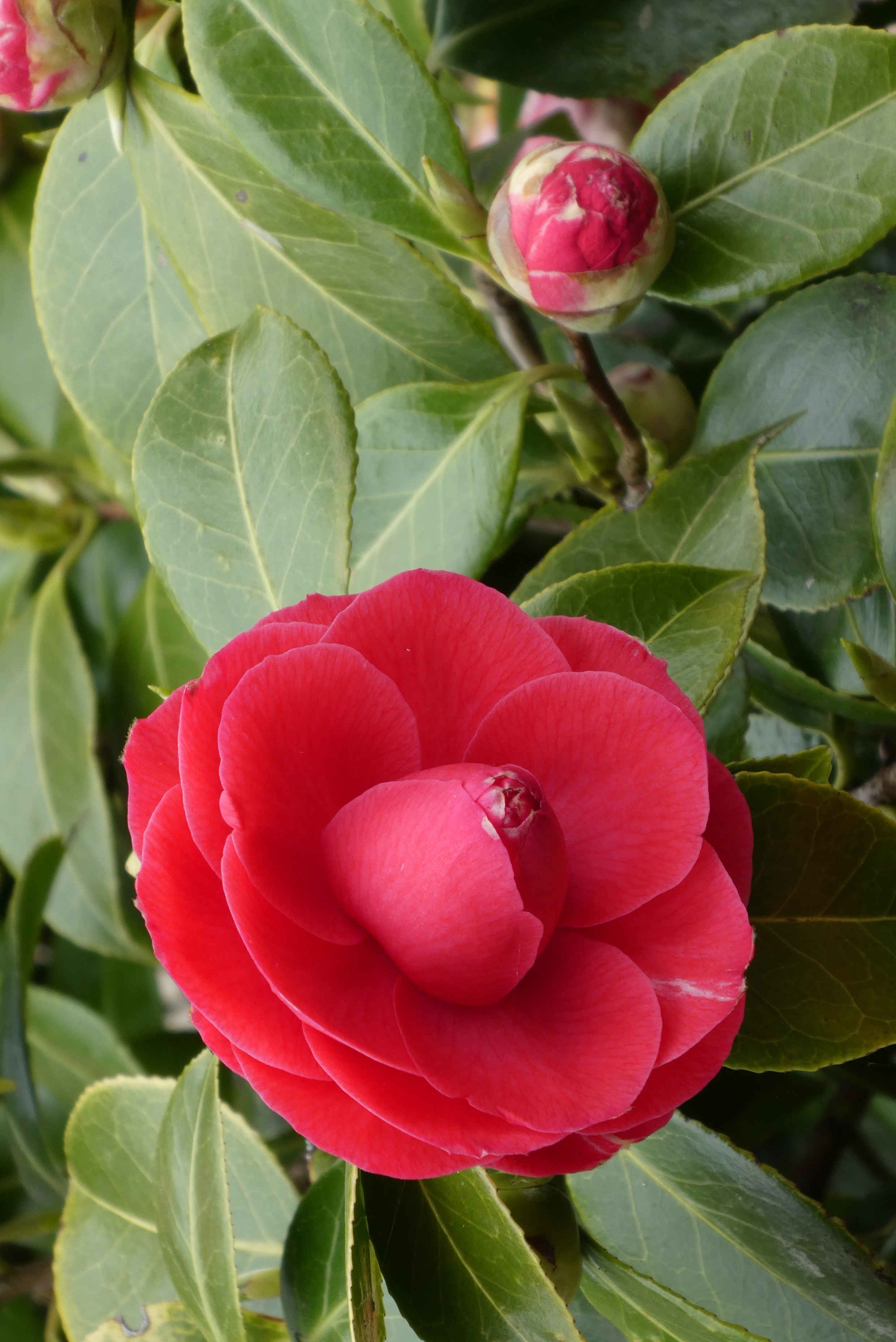 山茶花图片