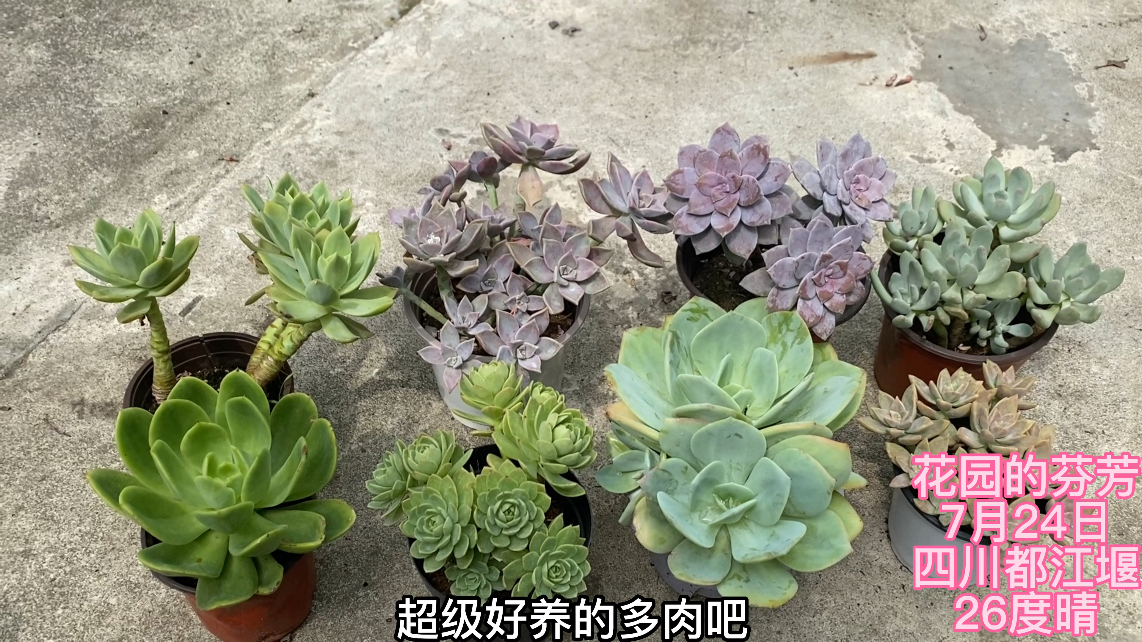 三伏天太狠了,随时都捡空盆,这8款多肉适合度夏吗?