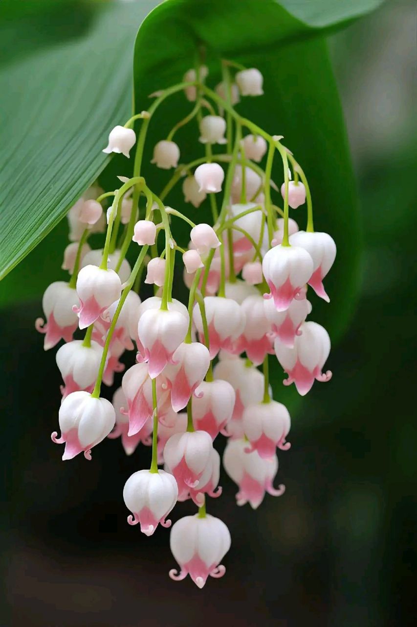 漂亮好看的铃兰花#摄影# #中国美景大赏