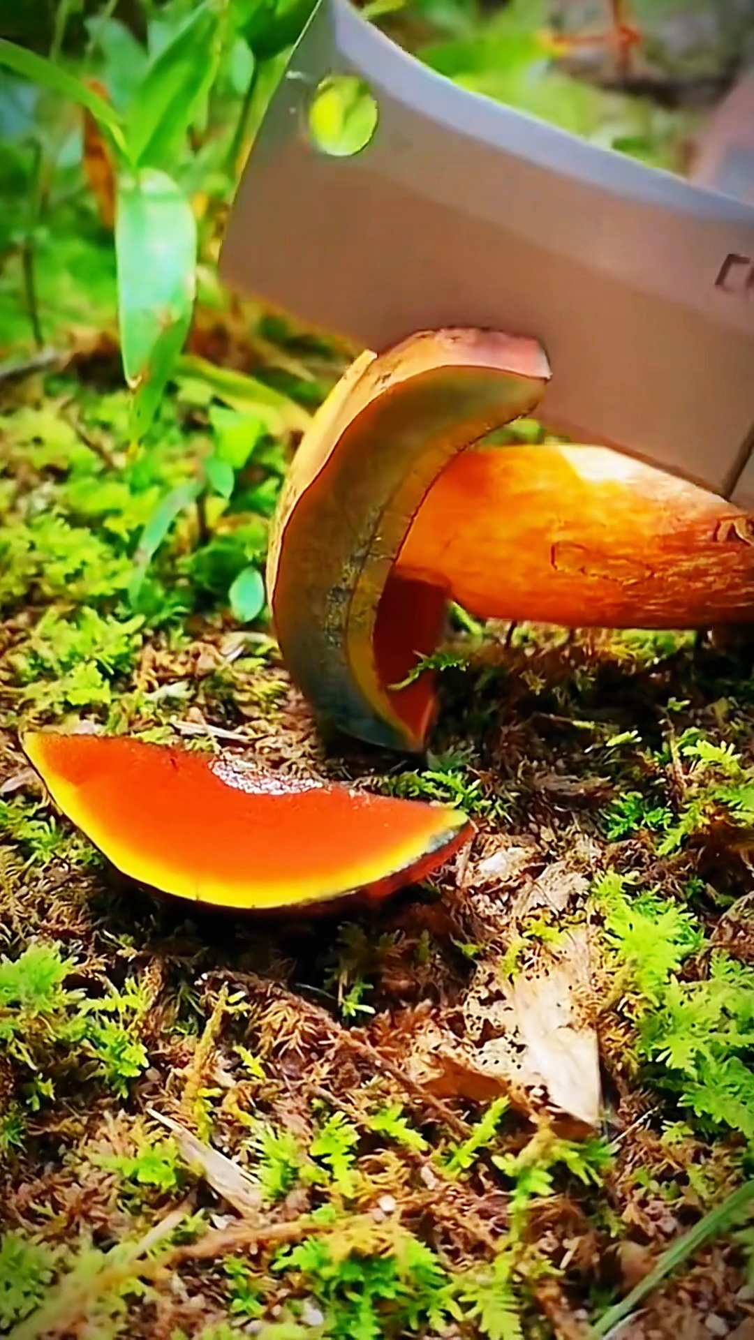 大自然的神奇,会变色的蘑菇-度小视