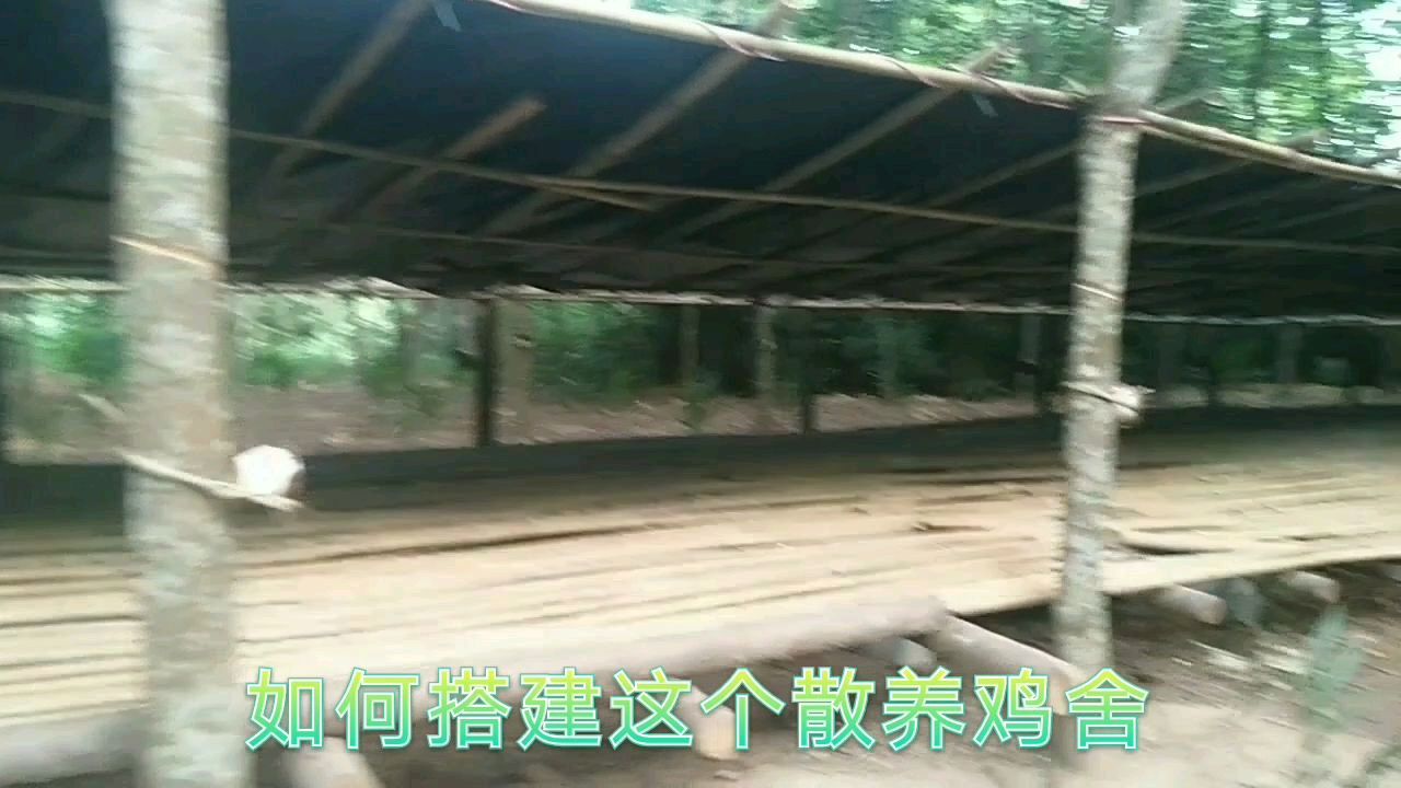 农村散养鸡,如何搭建低成本鸡舍