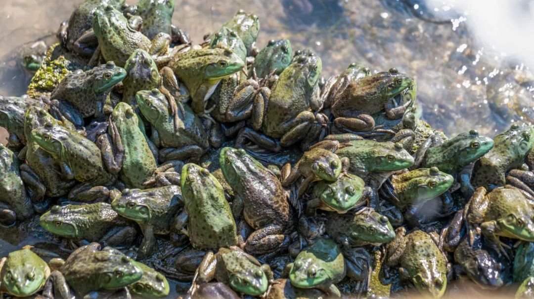 如何处理牛蛙养殖产生的废水呢?