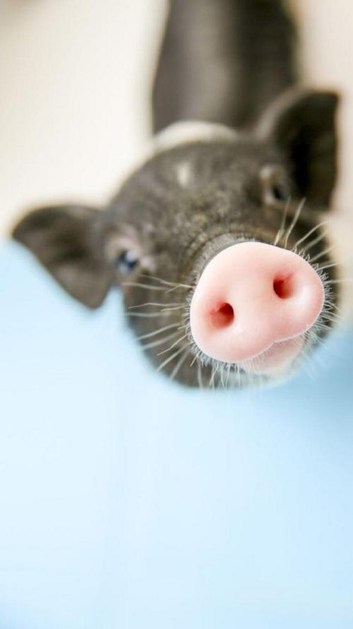 猪鼻子的密码,养猪人一定要知道 猪鼻盘干燥是感冒, 猪鼻孔流黄鼻涕是