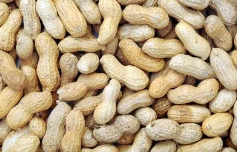 益花一号花生品种介绍