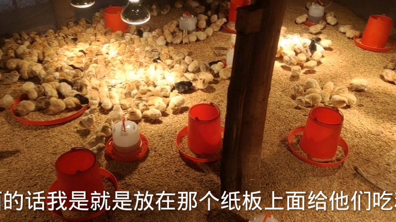 自己孵化的小鸡,出壳第四天,应该怎么喂