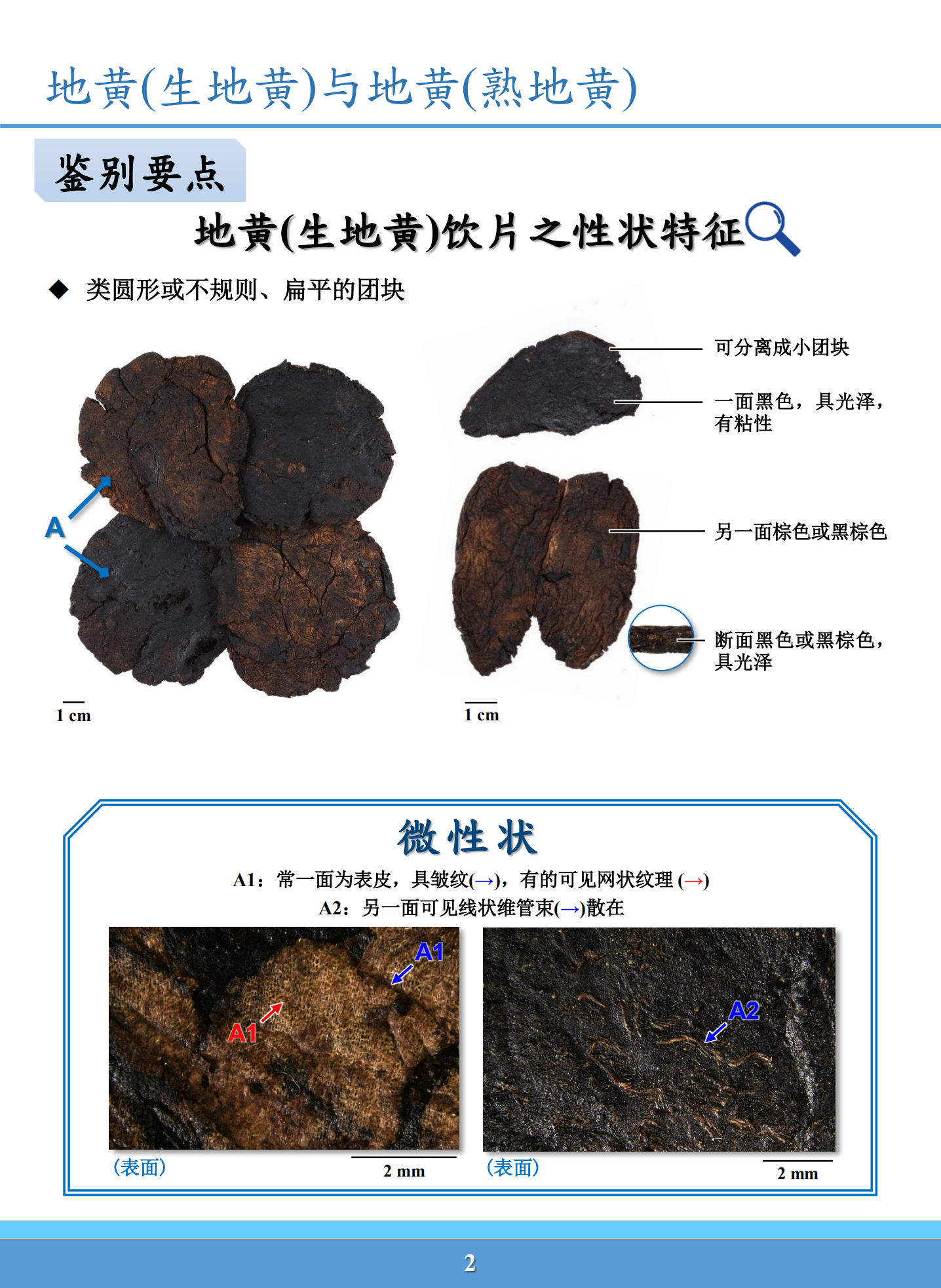 生地黄与熟地黄鉴别