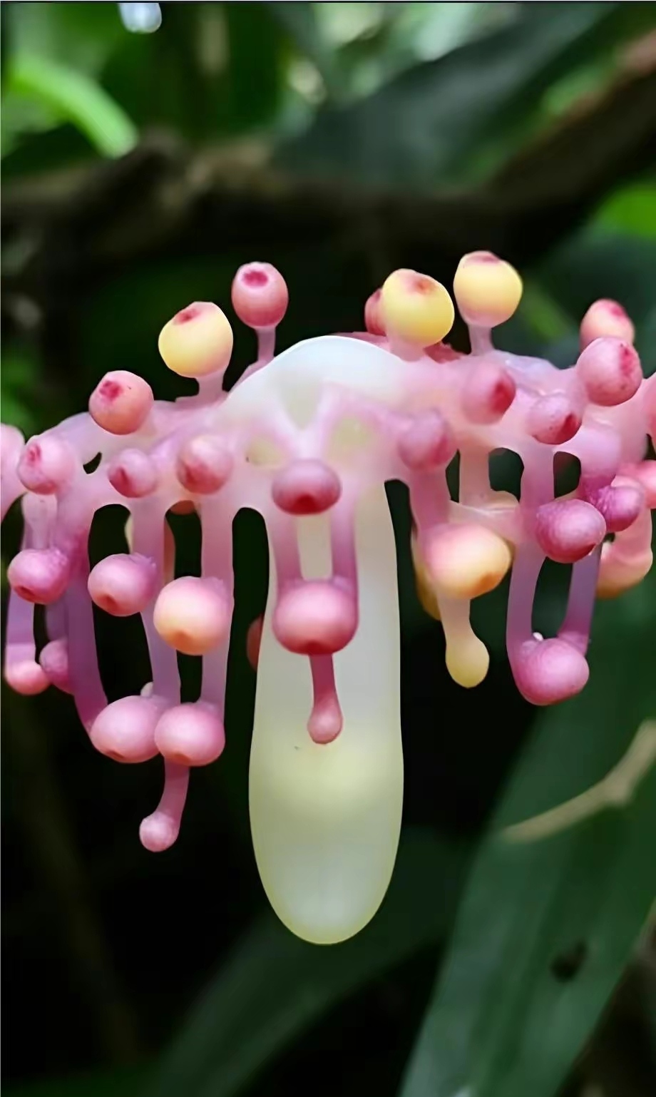 怪异的植物