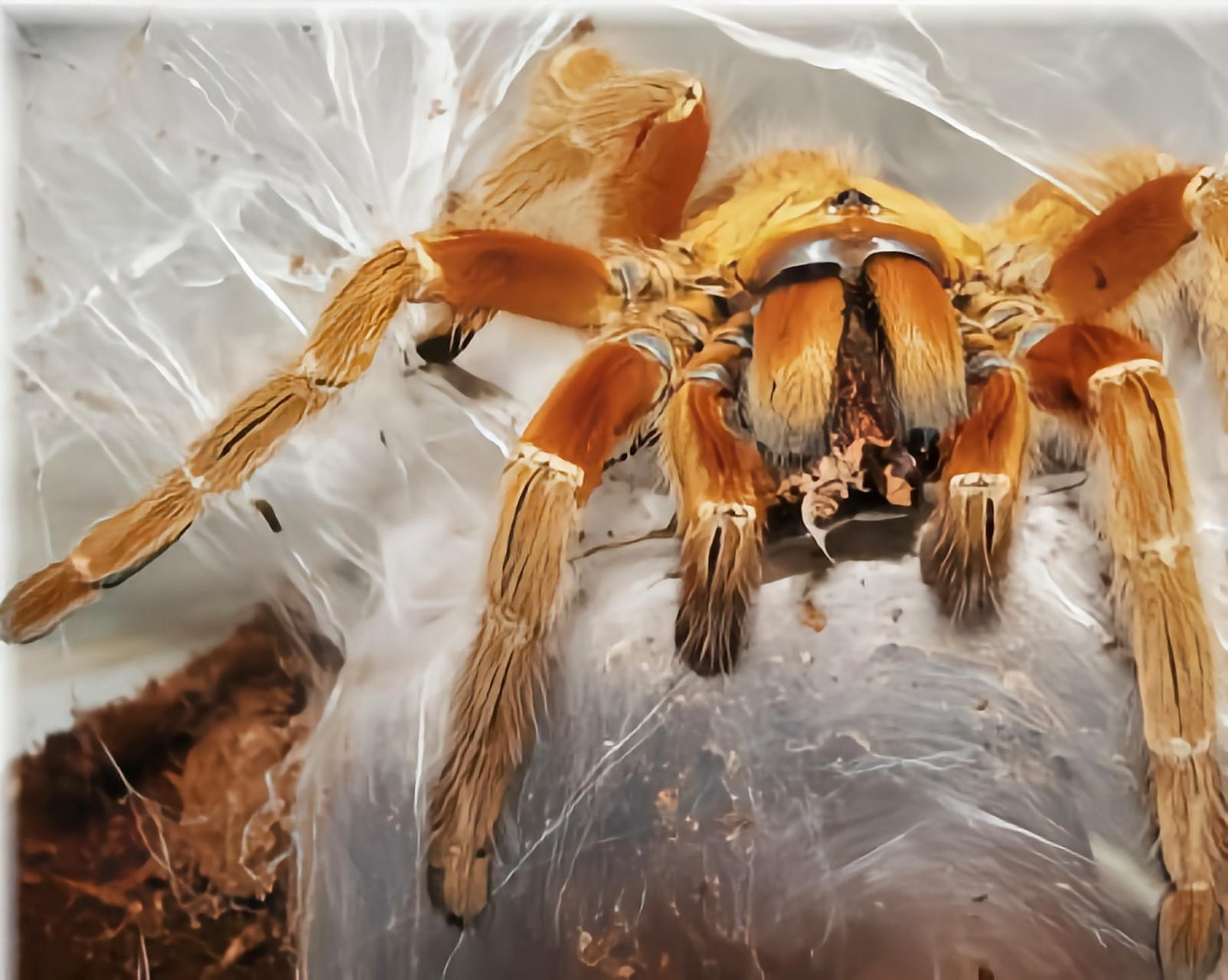 每天认识一种昆虫——橙巴布蜘蛛 橙巴布蜘蛛是蜘蛛目,捕鸟蛛科动物