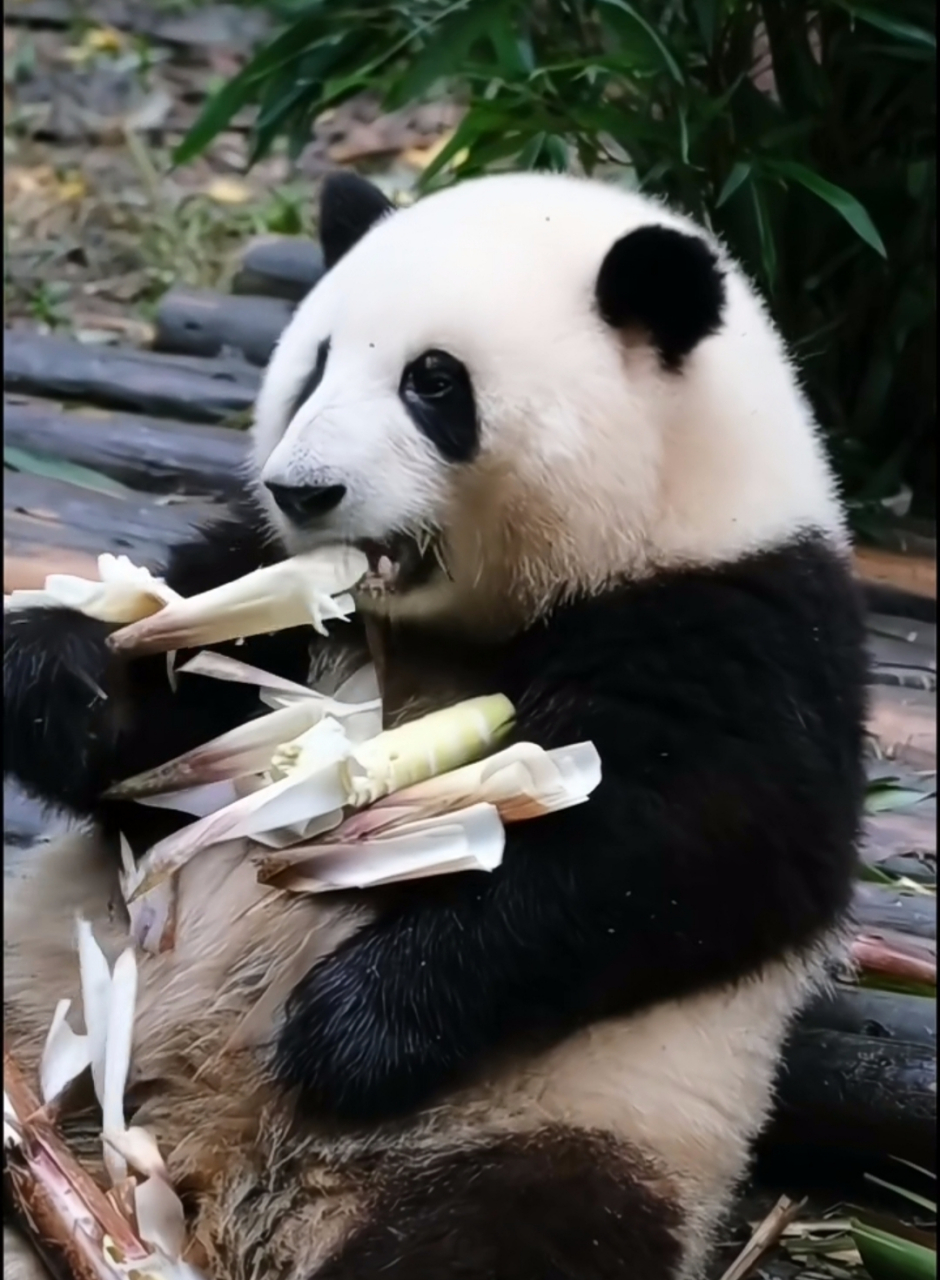 花花:我就吃个竹笋,你们别目不转睛地看我啦!看得我怪不好意思啦!94