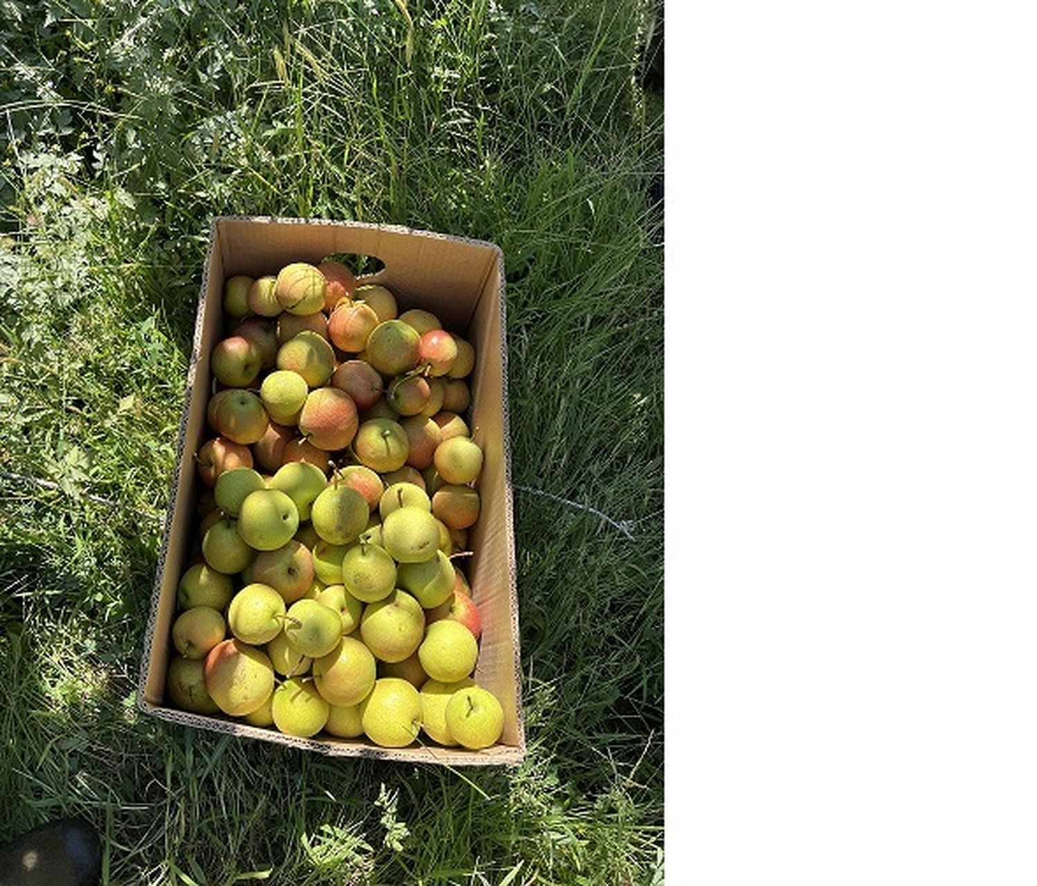 滴# #贯彻二十大辽宁在行动# #美好辽宁欢迎您# 红南果梨飘香迎丰收