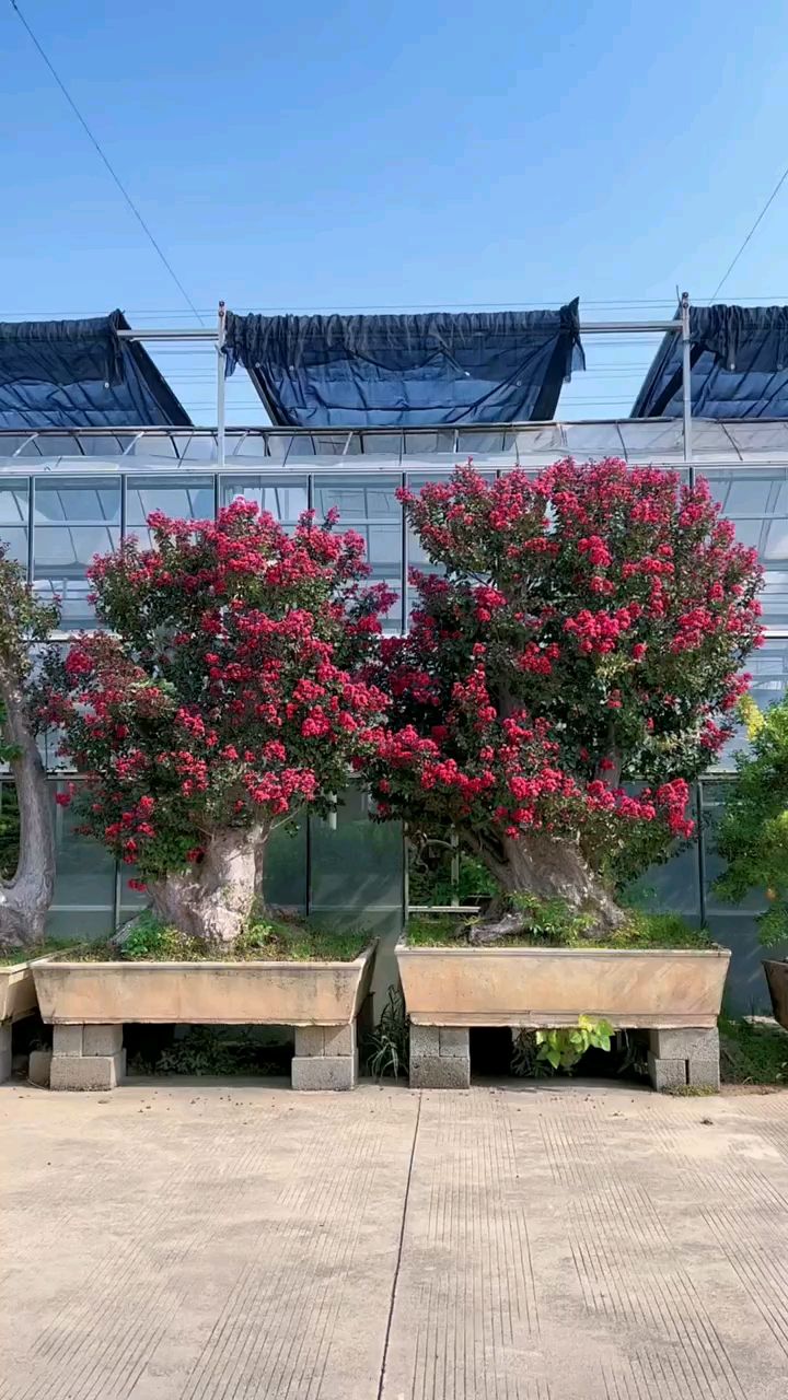 百年老桩红花紫薇红红火火耐寒耐旱南北方都可以栽植花期长达120天-度