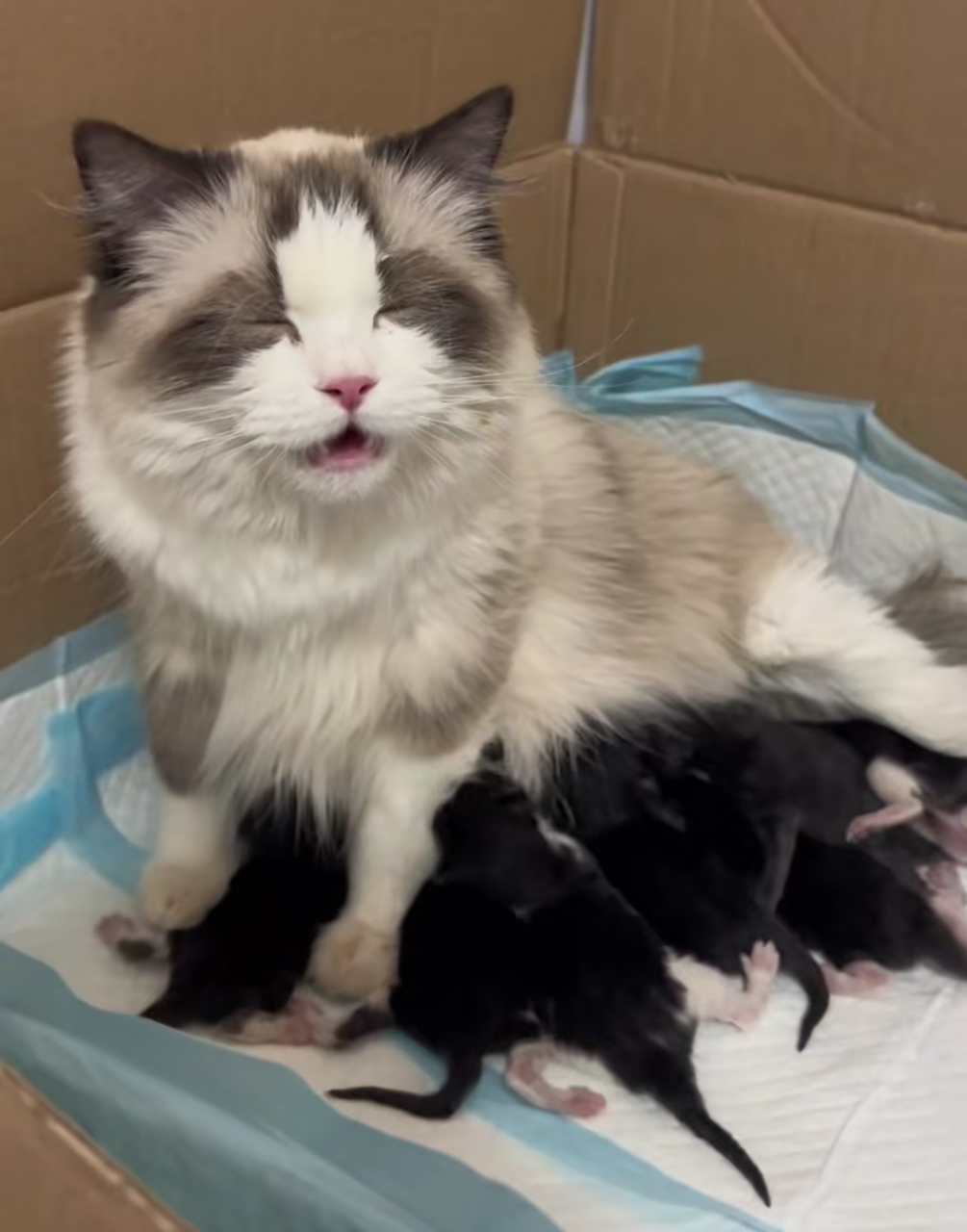 猫妈:救救我救救我