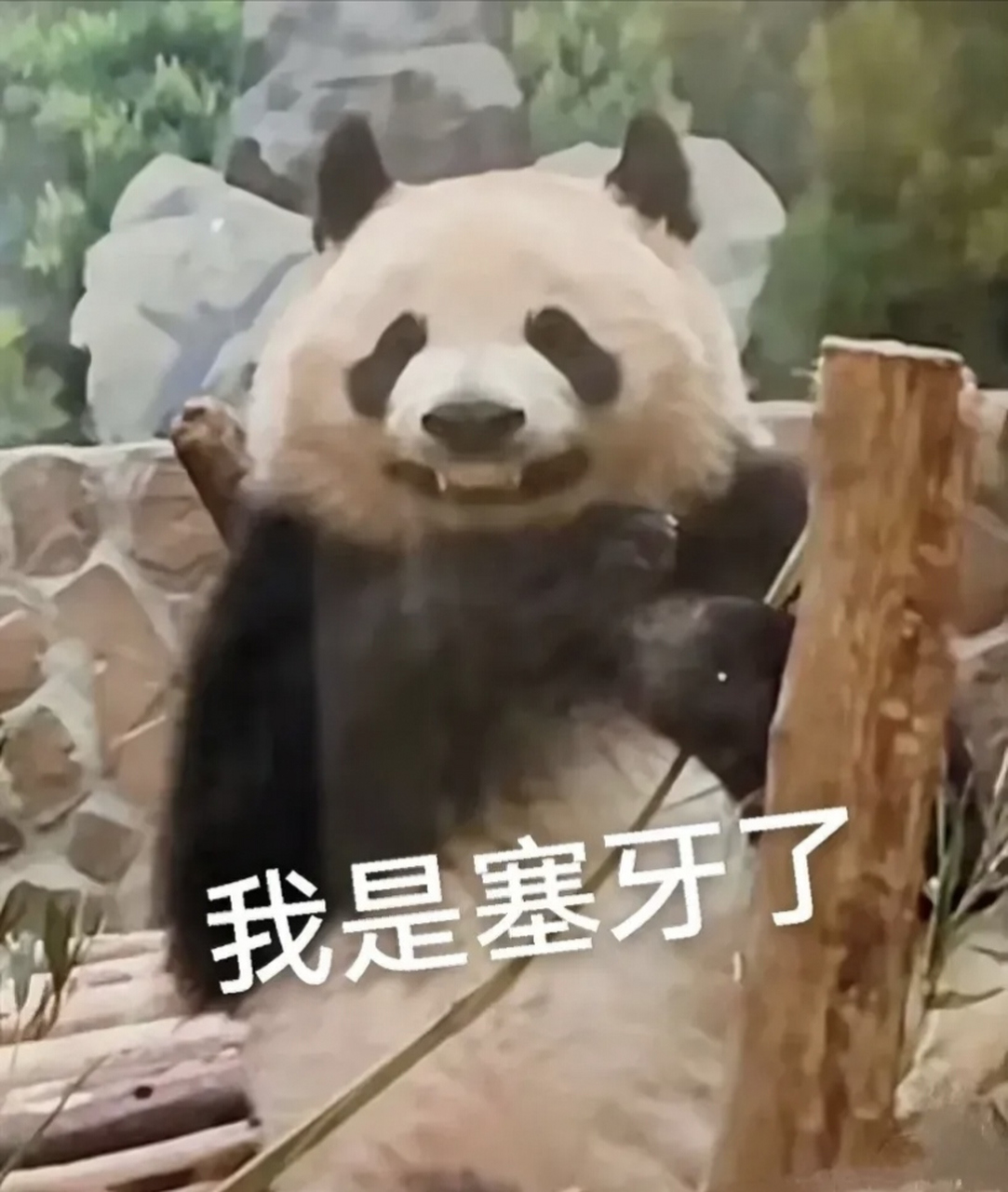 它凭吃竹子塞牙这一搞笑行为,一举成为人手一份的著名表情包,并且