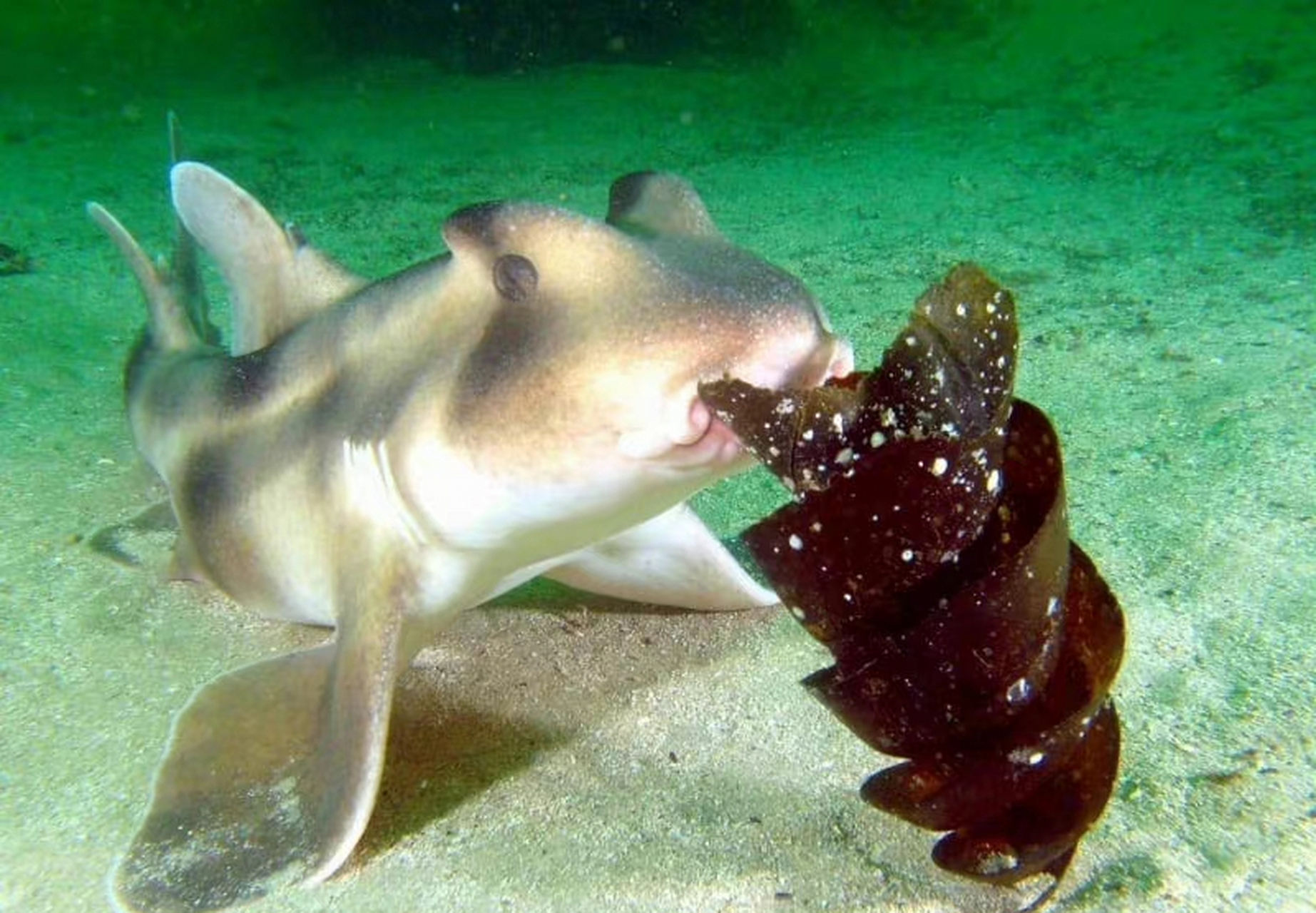 澳大利亚虎鲨(heterodontus portusjacksoni),长得有点萌.它们的卵也