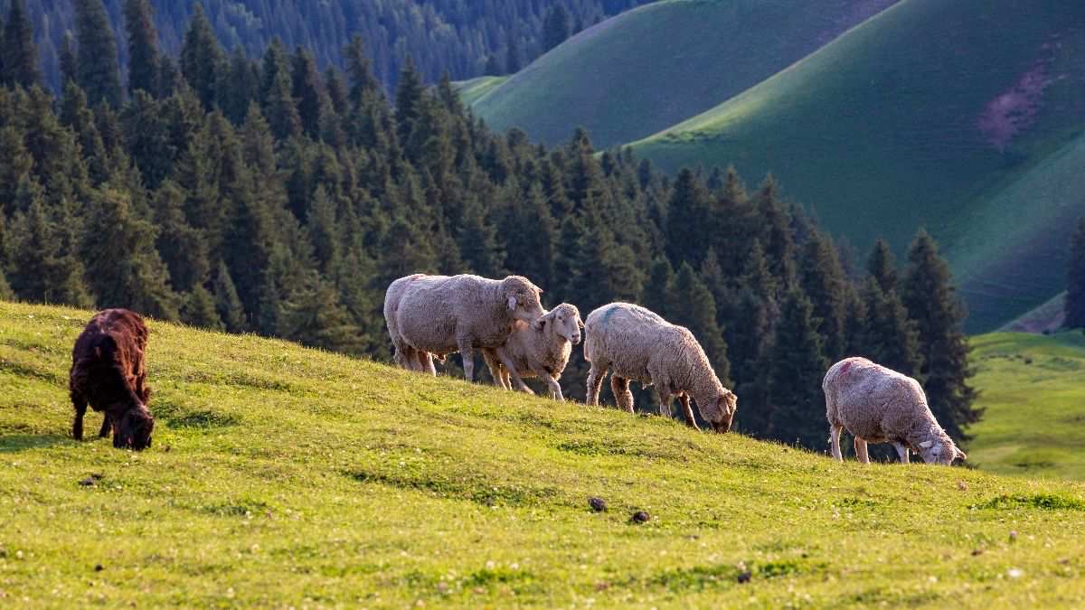 新疆奇台县境内的江布拉克草原,不同的季节会给你带来不同的享受.