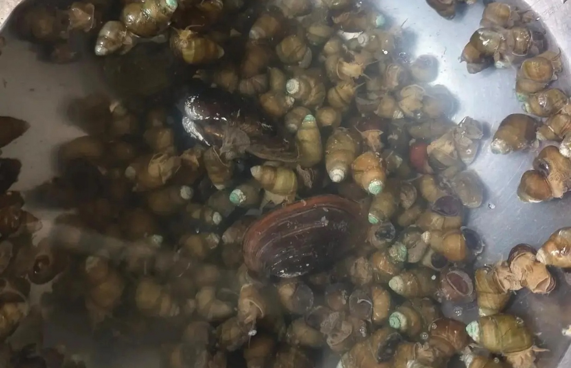 买的螺丝放两天就这样了,这是田螺产的卵吗?