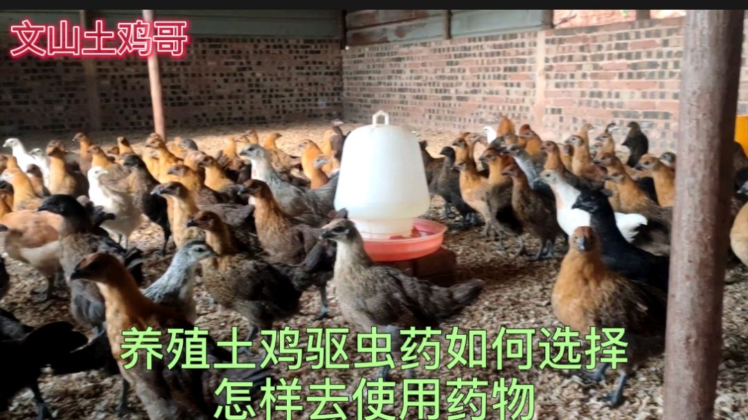 养殖土鸡如何去选择驱虫药物,养鸡驱虫很重要的别忽视了