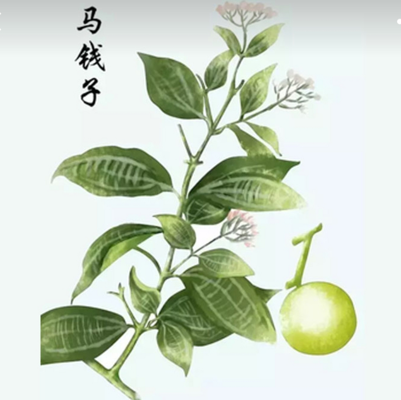 马钱子 具有散结消肿,通络止痛的功效.