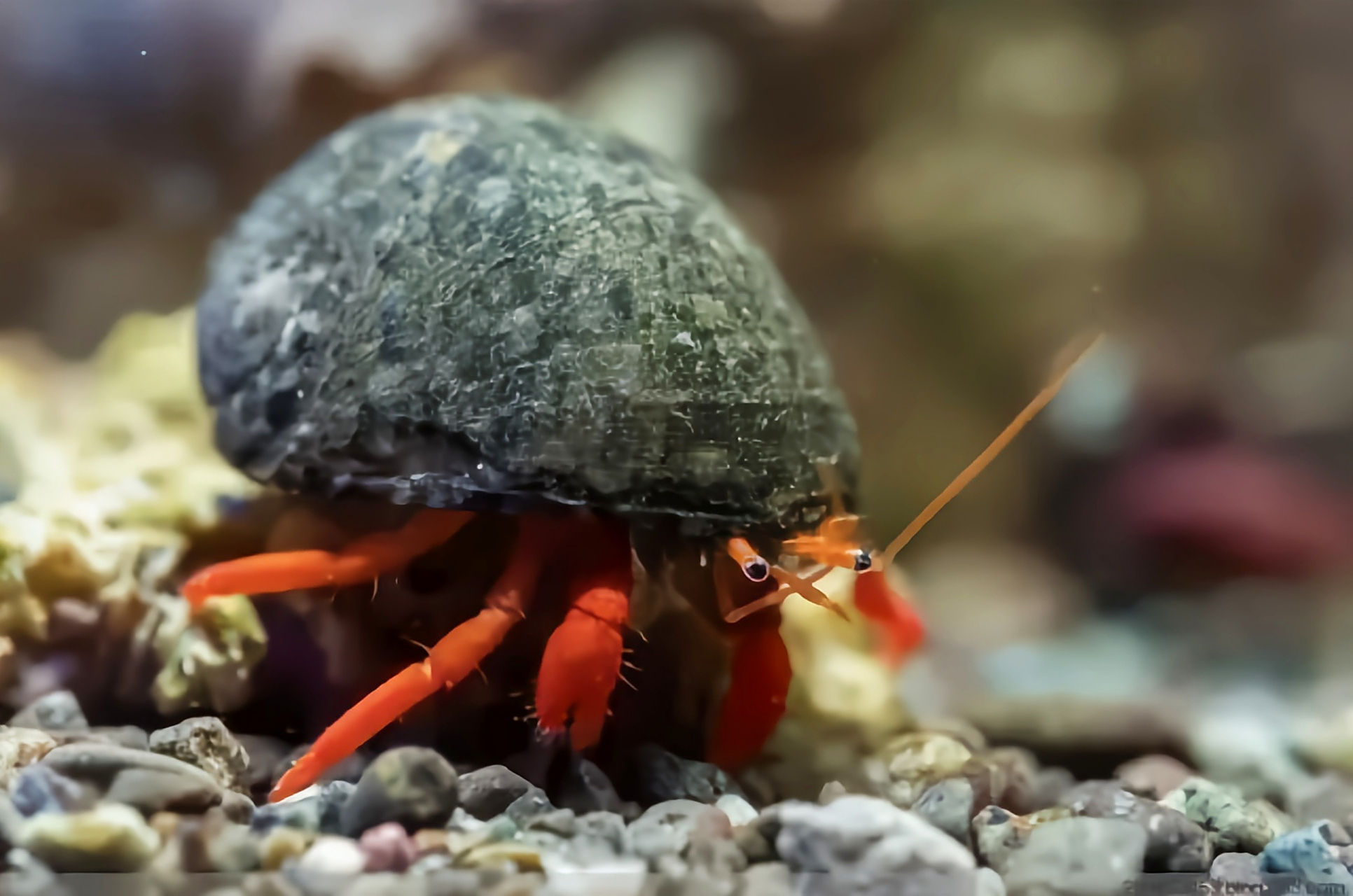 每天认识一种动物——红珊瑚寄居蟹 红珊瑚寄居蟹别名红脚寄居蟹,原产