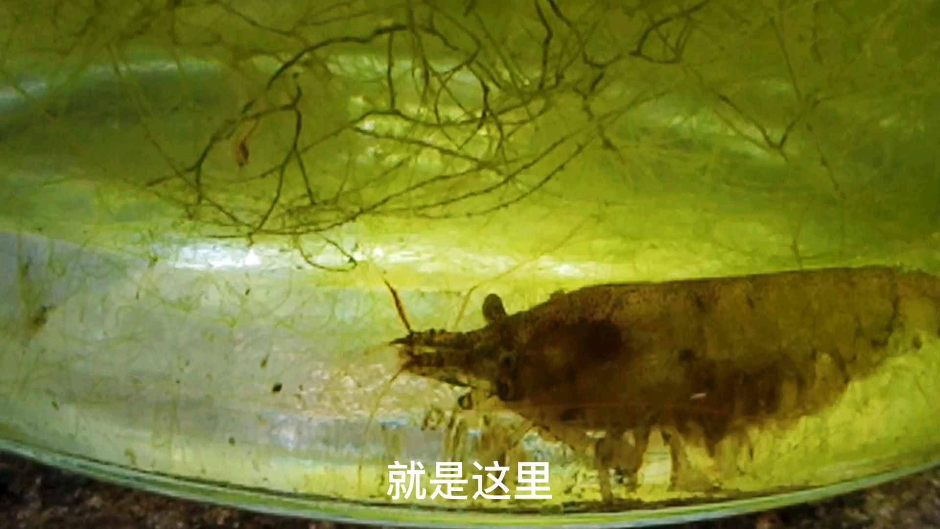 黑壳虾孵化成功!非常好养!